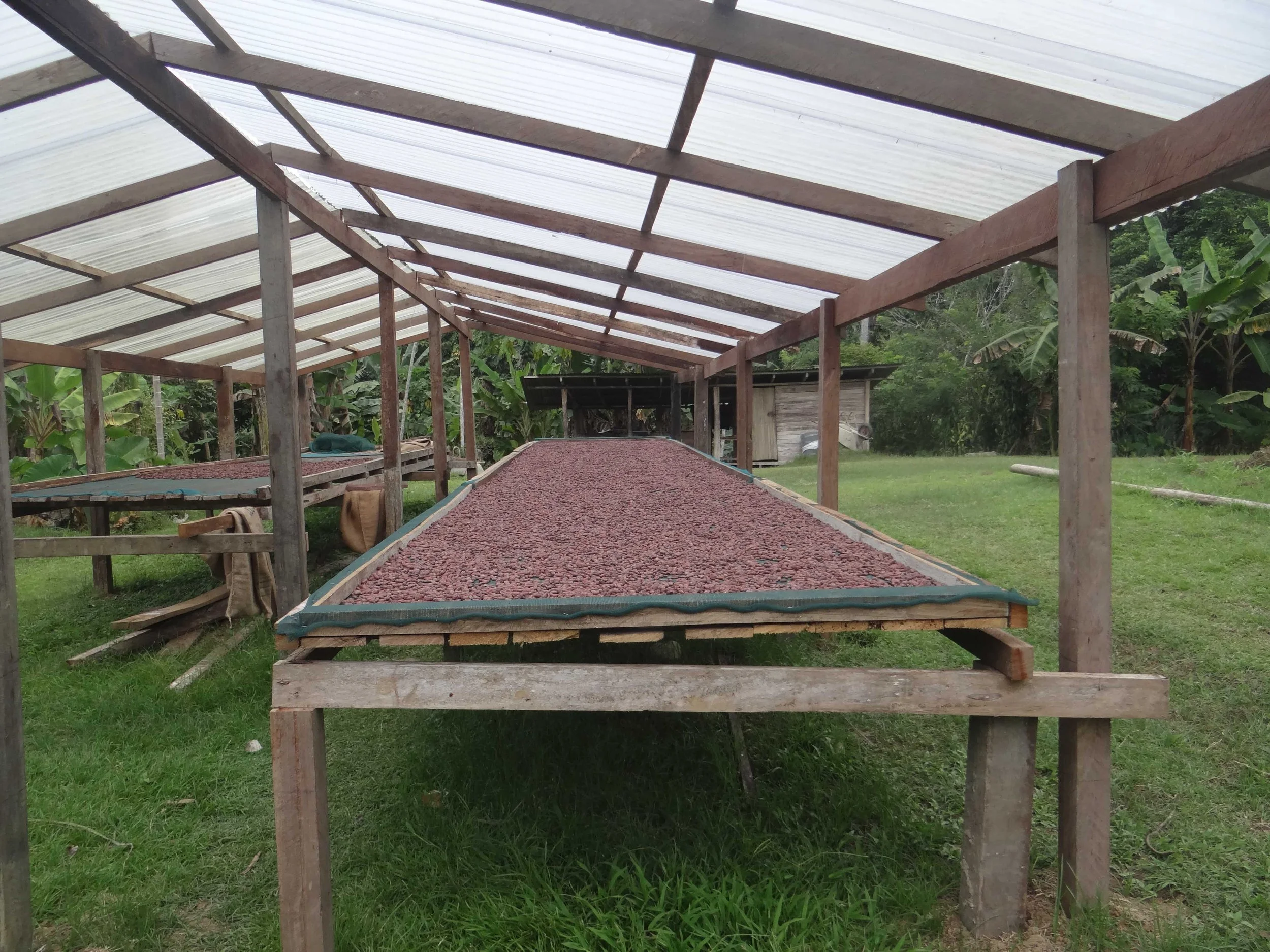 cocoa-beans-sun-drying-Federice_Estates