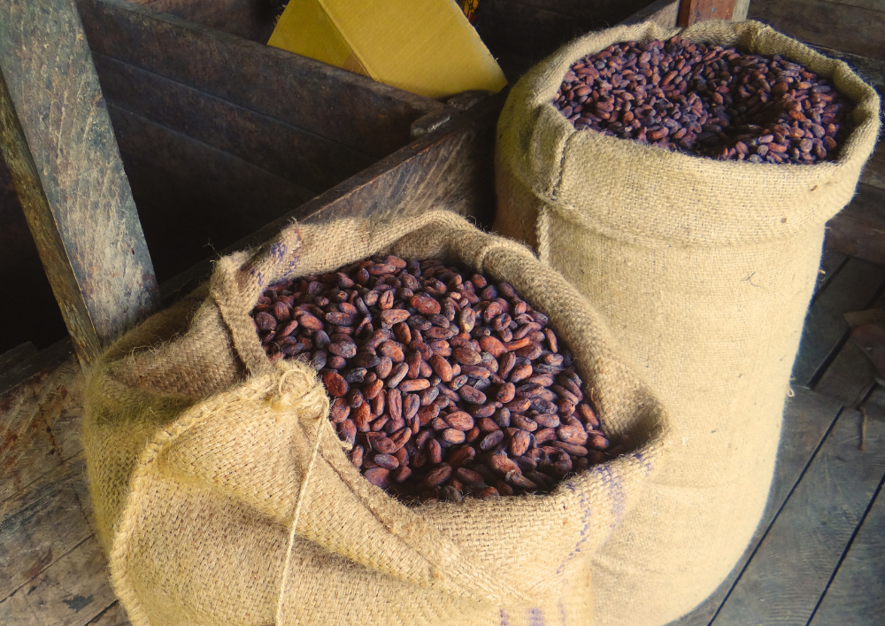 cocoa-tree-plantation-Sepik-Region-Papua-New-Guinea-Federice-Estates