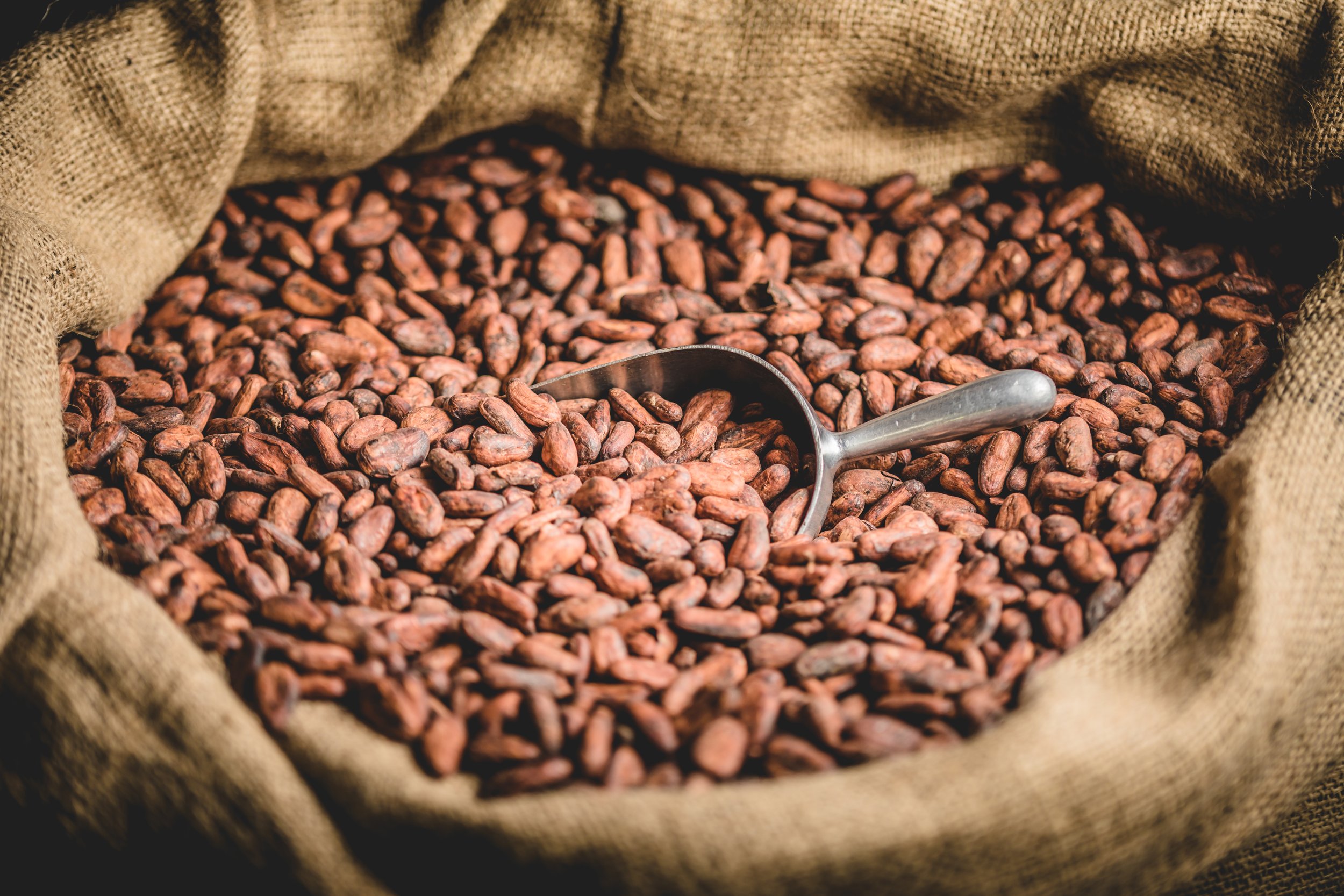 Cocoa beans in a burlap sack with a metal scoop resting on top.