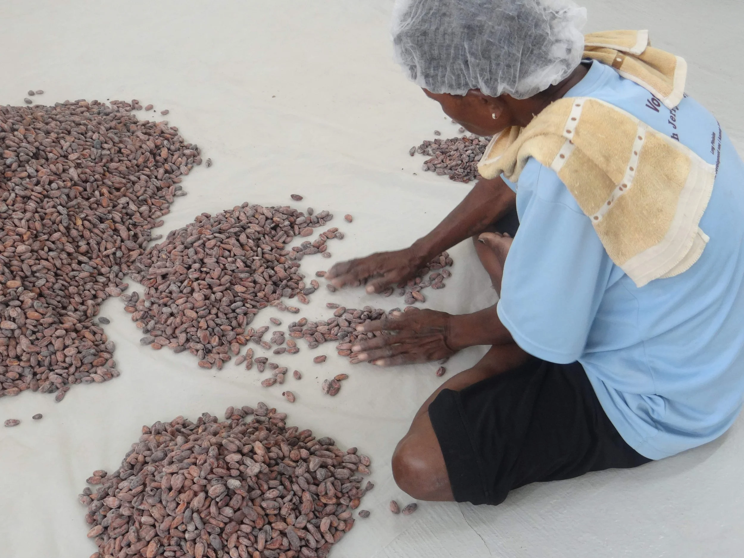 employee-sorting-sun-dried-cocoa-beans-Wewak-processing-facility-Federice-Estates