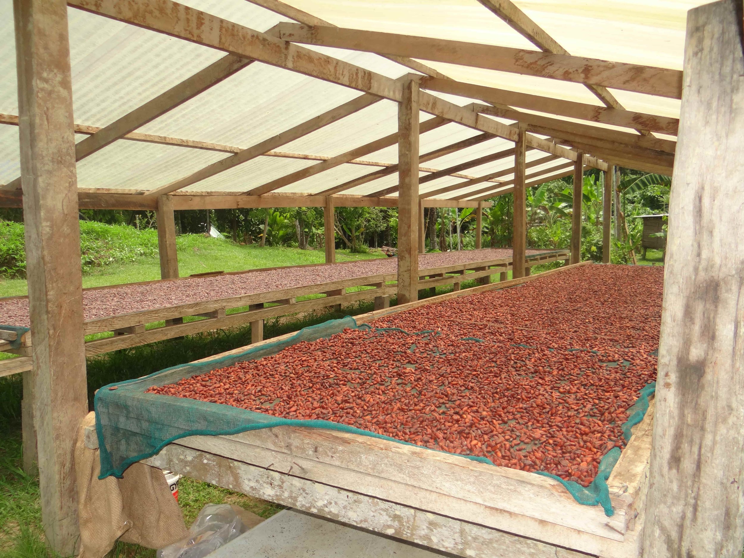 Cocoa Beans drying on wooden racks under a shed in a rural outdoor setting.