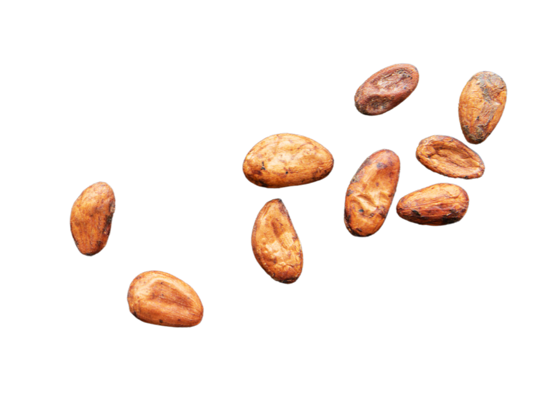 Cluster of roasted cocoa beans on a white background.