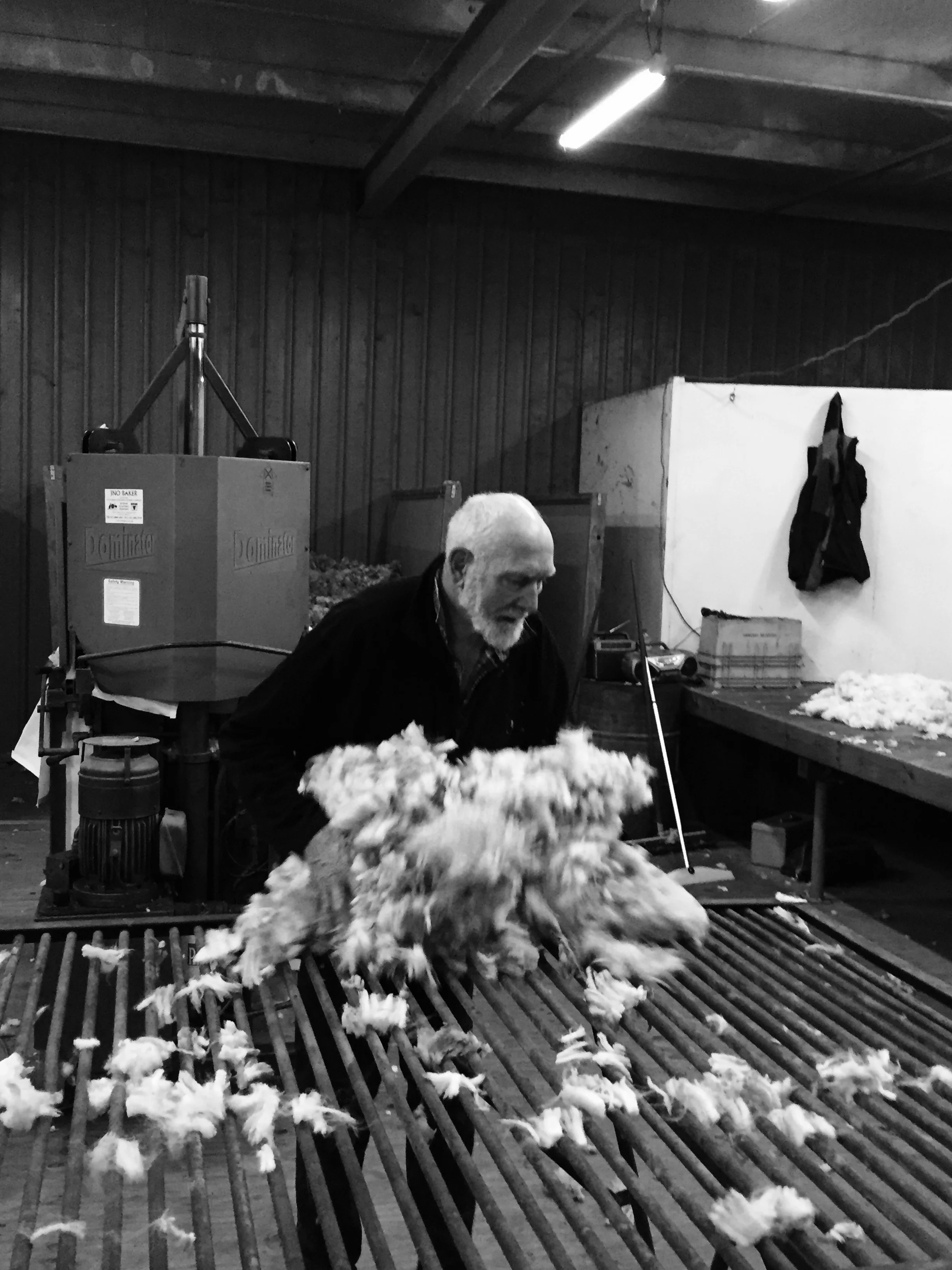 Norm Palazzi - throwing a fleece in the sheds