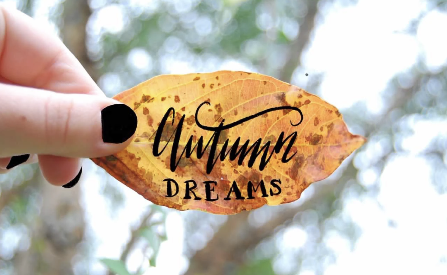 Calligraphy and Photography Example.png