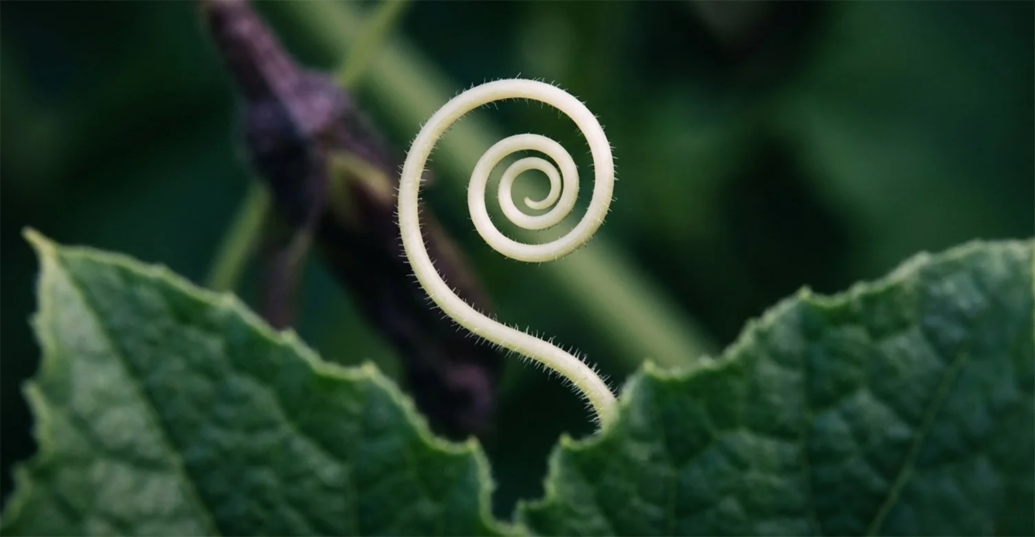 A photorealistic macro shot of a green plant tendril spiraling in a Fibonacci sequence against a soft-focus leaf background. The spiral suggests the structured arc of inner transformation and the unfolding of sovereign power through mythic symbols.