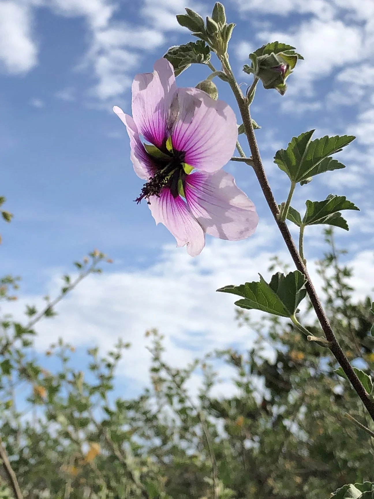 A pink and purple flower set against a blue sky with scattered white clouds and blurred vegetation in the background. The petals show a gradient from light pink to deep purple near the center, and visible stamens.