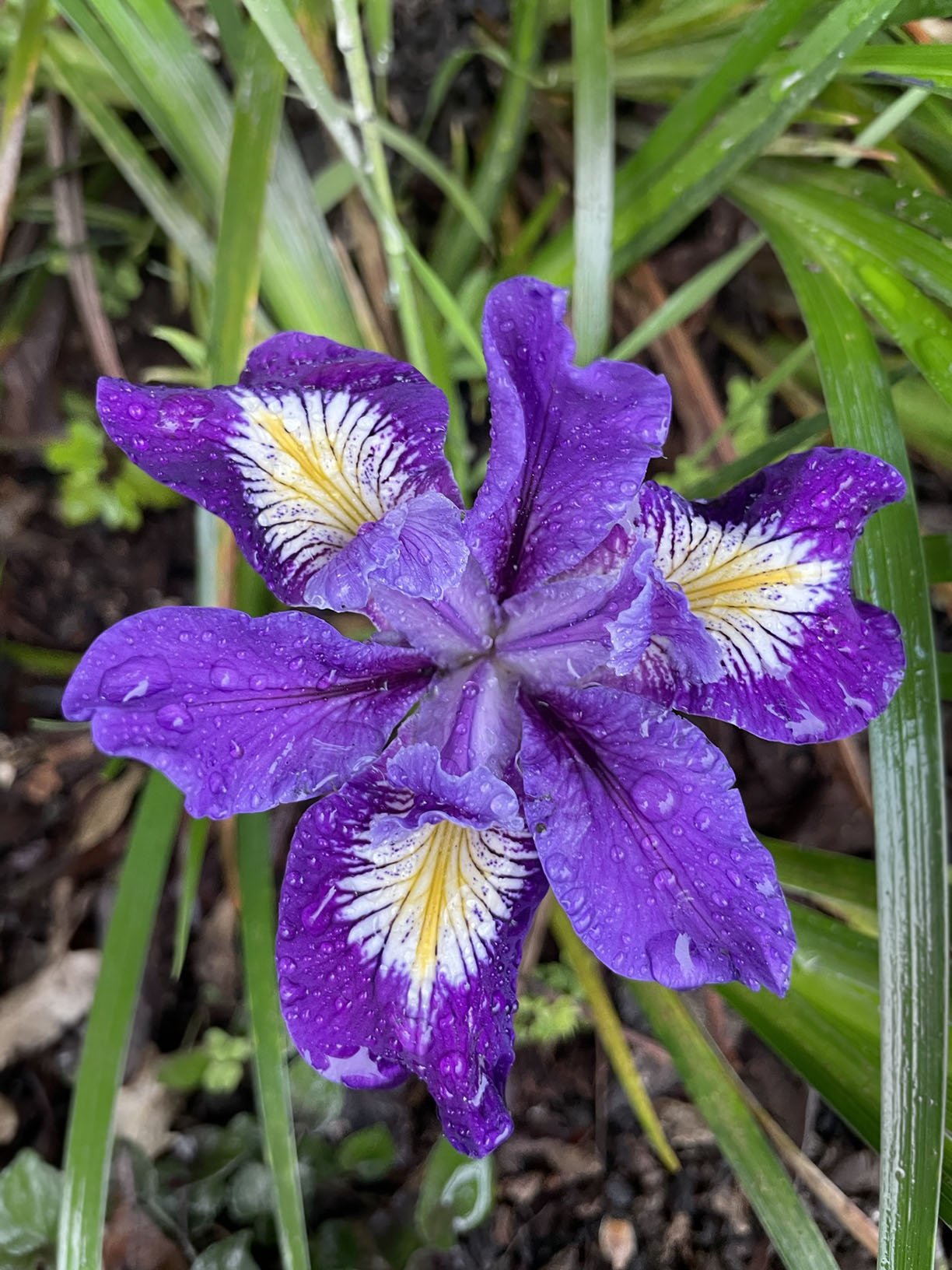 Close-up of a blooming purple iris with water droplets on its petals. The flower has white and yellow accents radiating from the center of each petal. 