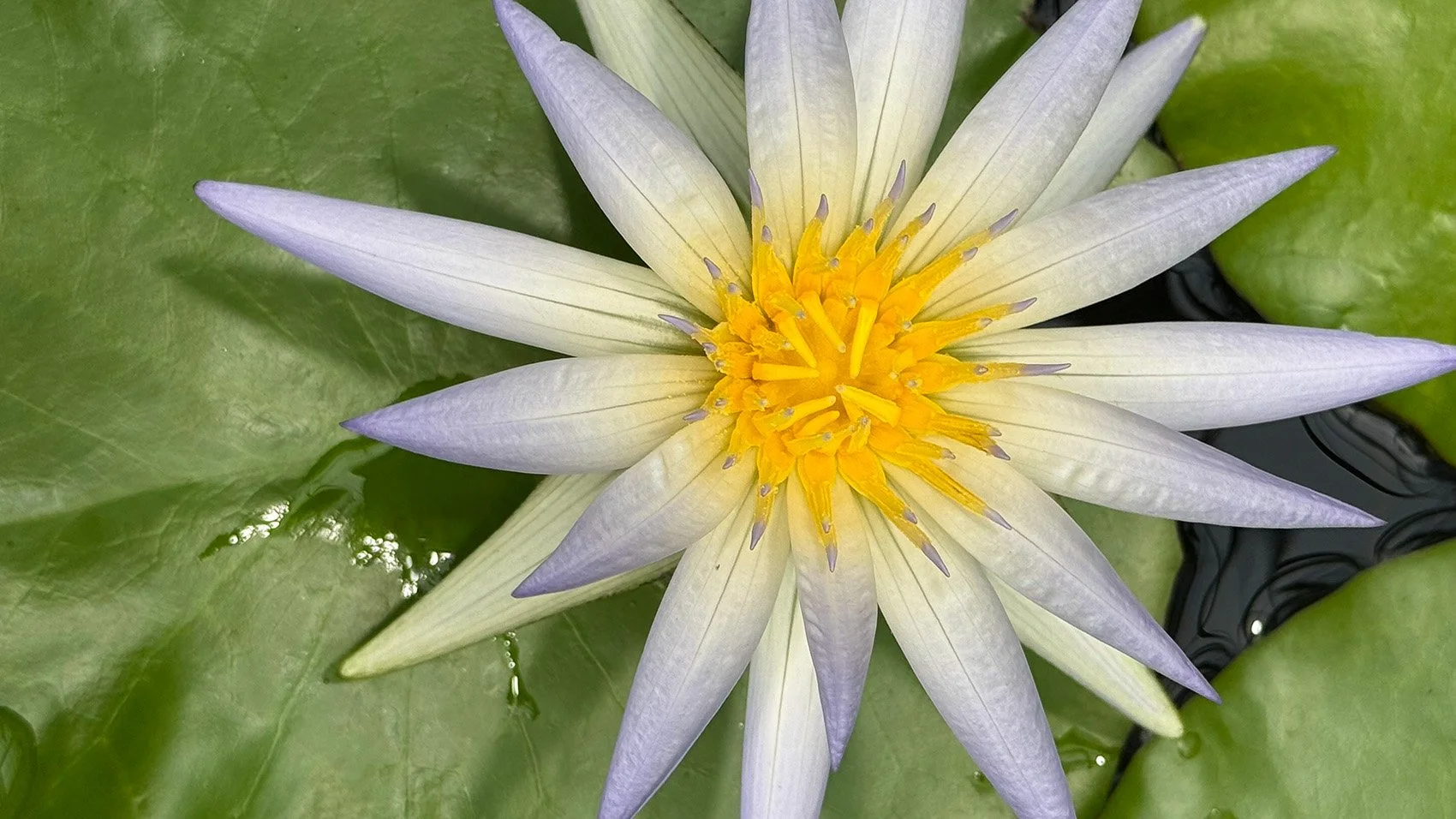 Close‑up of an Egyptian blue lotus with long white‑to‑lavender petals and a bright yellow center floating among green lily pads. Used on the Soul Liberation Coaching page to introduce the symbolic system for embodied inner‑world transformation.