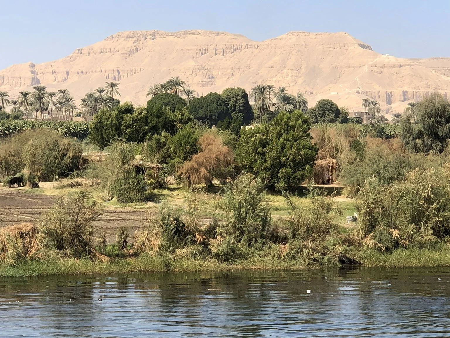 View of the Nile with a lush green bank, a small field with a distant donkey, trees and palms, and yellow desert cliffs beneath a clear blue sky.