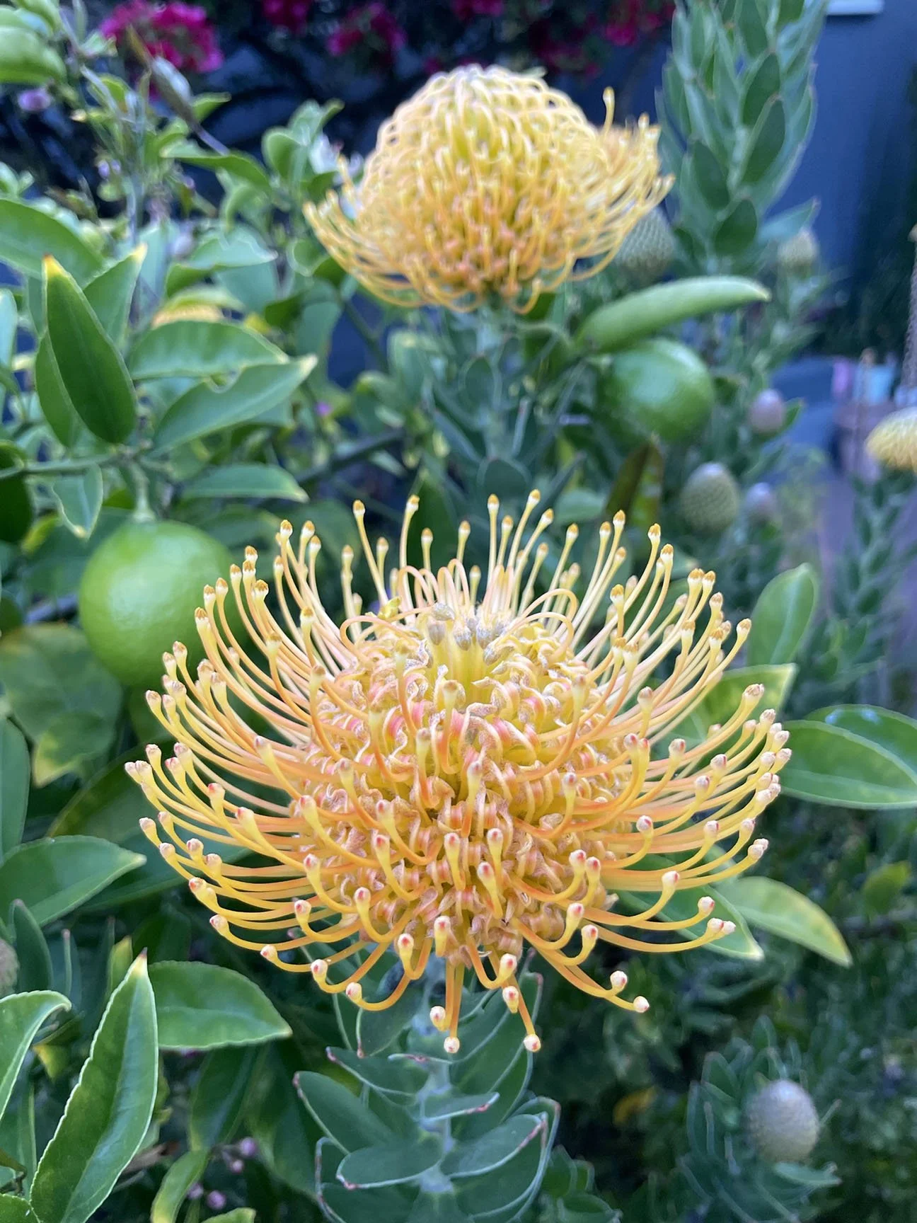 Close-up of two yellow-orange pincushion protea flowers in full bloom, surrounded by green foliage. The foreground flower shows long curved styles tipped with rounded ends. The background flower is slightly out of focus. Leaves are glossy, and immatu