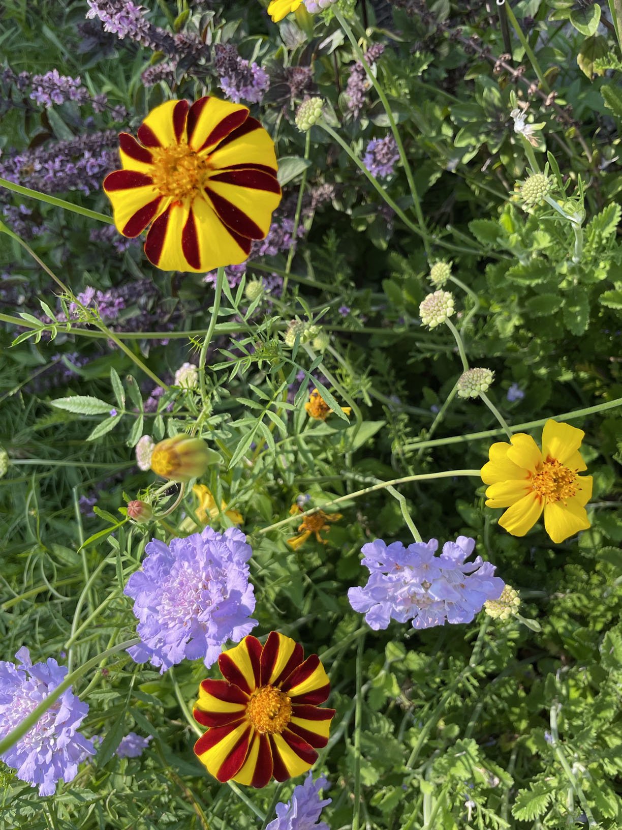 Garden scene with blooming flowers in red, yellow, and light purple. Prominent are red and yellow striped flowers, solid yellow blossoms, and clusters of light purple flowers surrounded by green foliage.