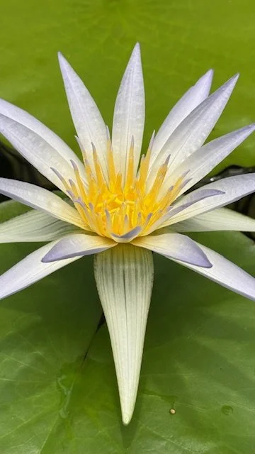 Close-up of a Nile blue lotus in full bloom with long pointed petals showing a gradient from white to purple-blue at the tips. The center is bright yellow with upright stamens. Large green lily pads make up the background.