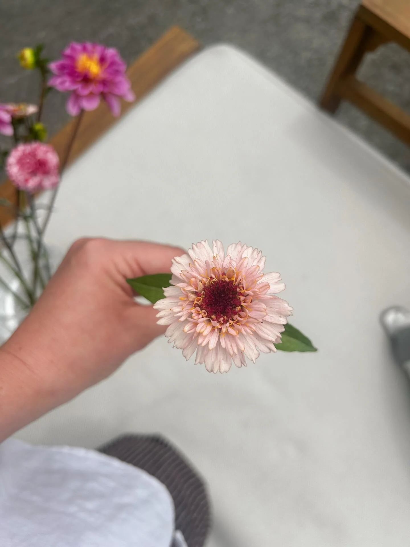 A few cuties appearing in the garden this week 🌸💕🌼