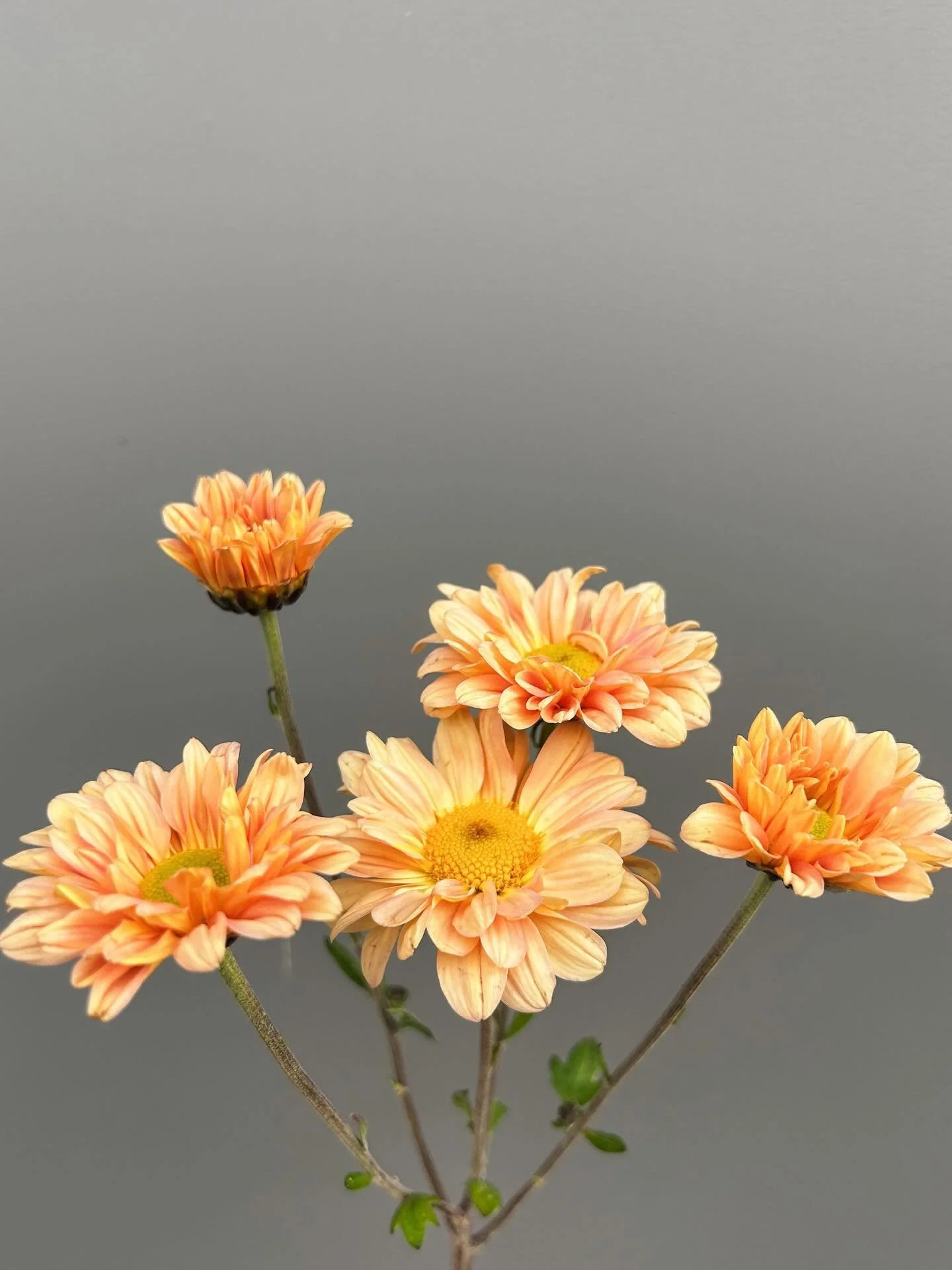 Today&rsquo;s ingredients ➡️ swipe for the bunch available at Flax &amp; Co now 🥰💖🌸