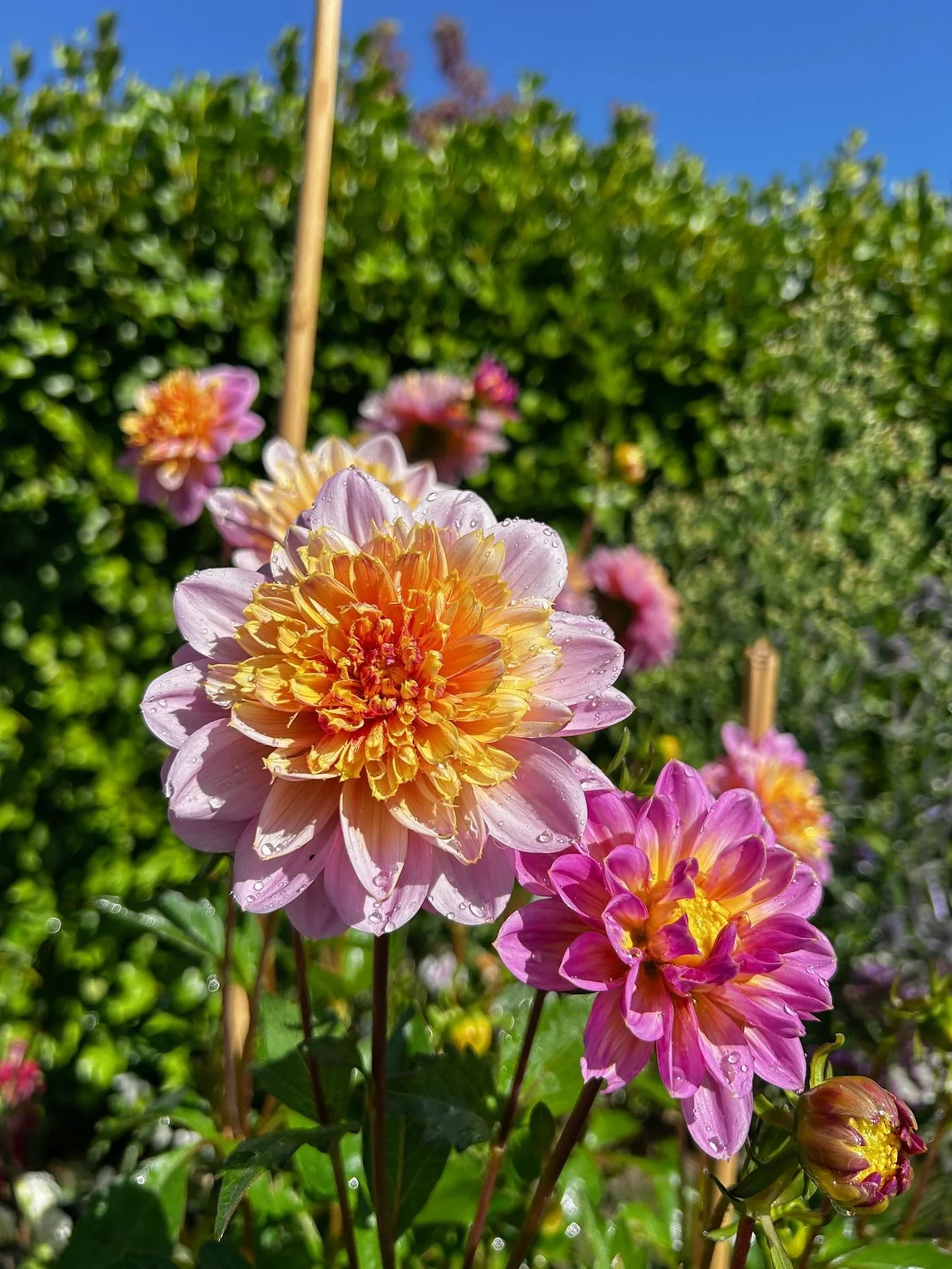 This week in pics 🌸💖💐
As per, bunches available at Flax &amp; Co today!