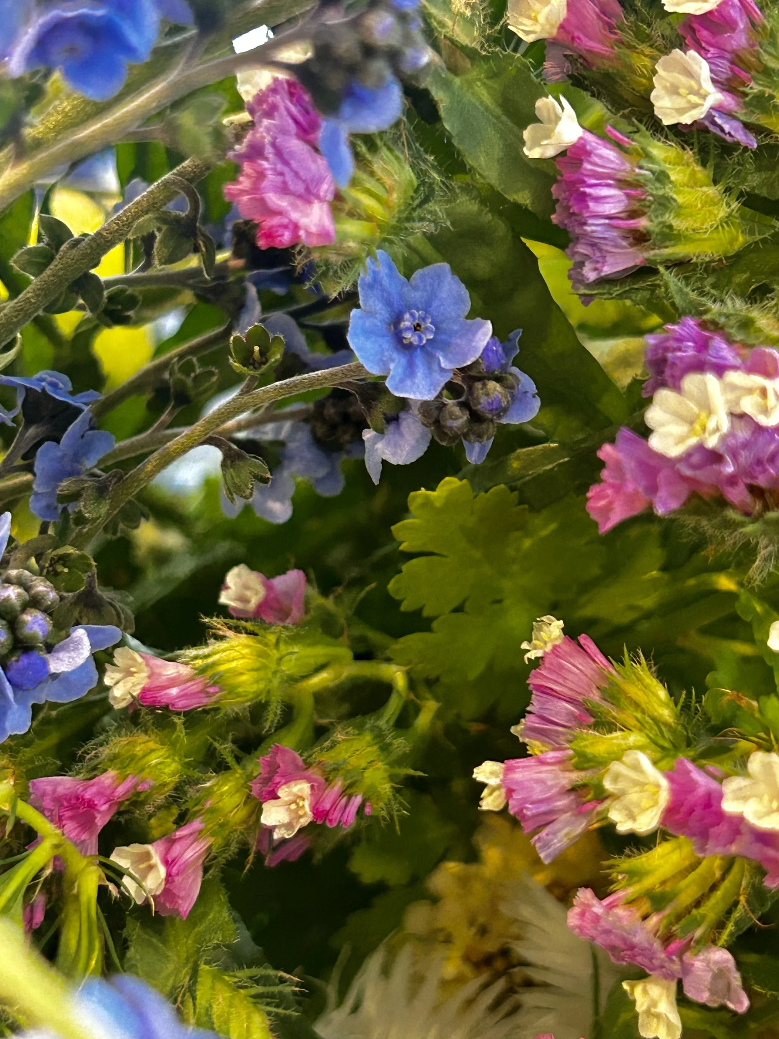 Close-up of colorful small flowers in purple, blue, pink, and white with green leaves.