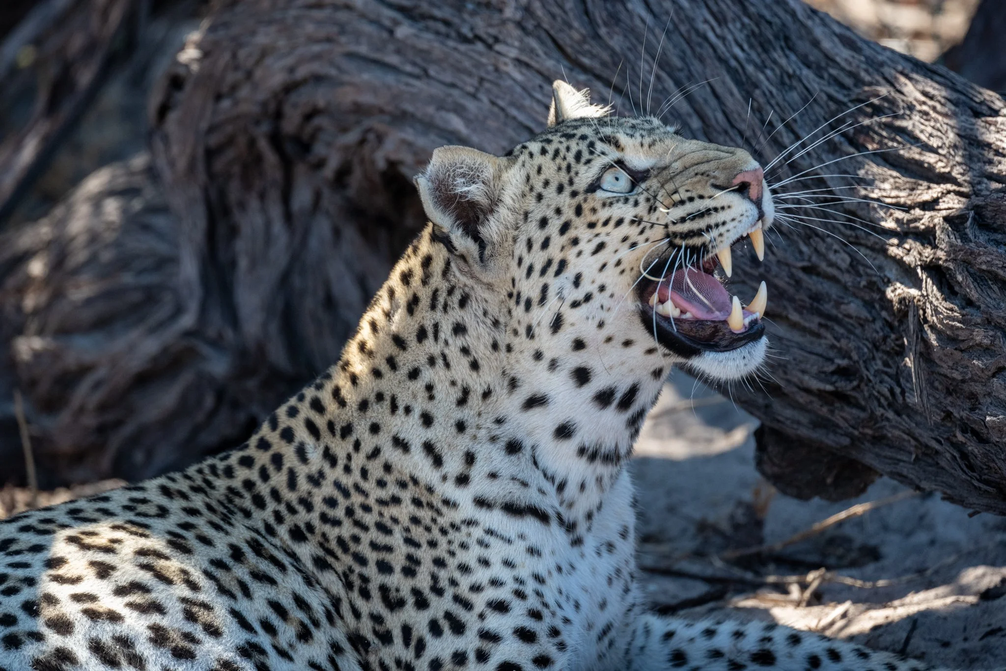 DSC_3415 - Modified FB.jpg