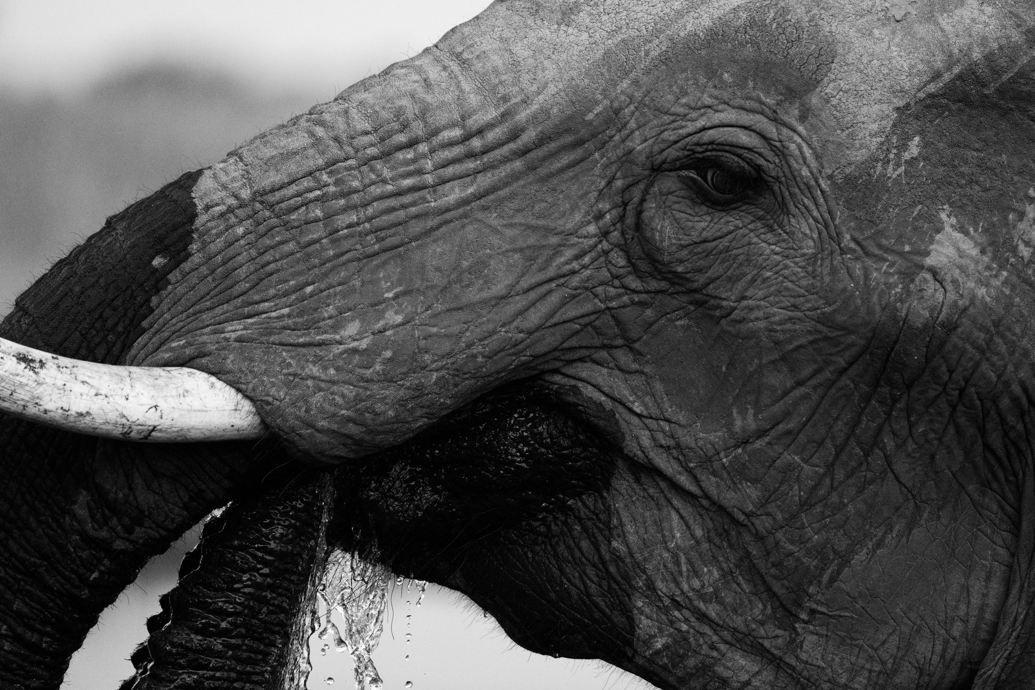 DSC_8621 - Modified FB.jpg