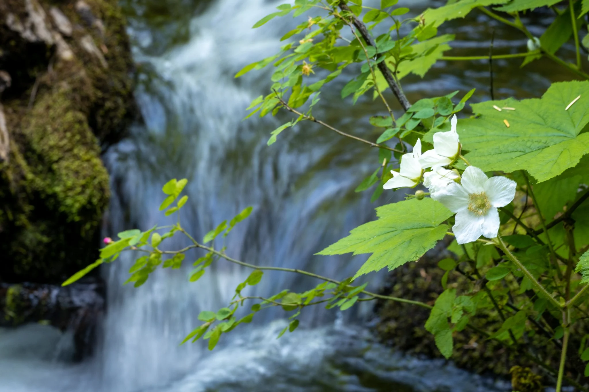 DSC_5204 - Modified FB.jpg