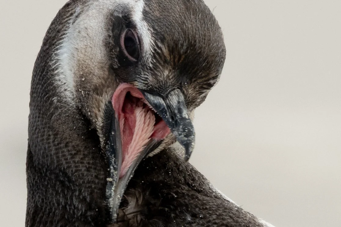 DSC_5364 - Modified FB.jpg