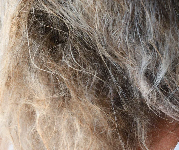 Close-up of curly gray and blonde human hair.