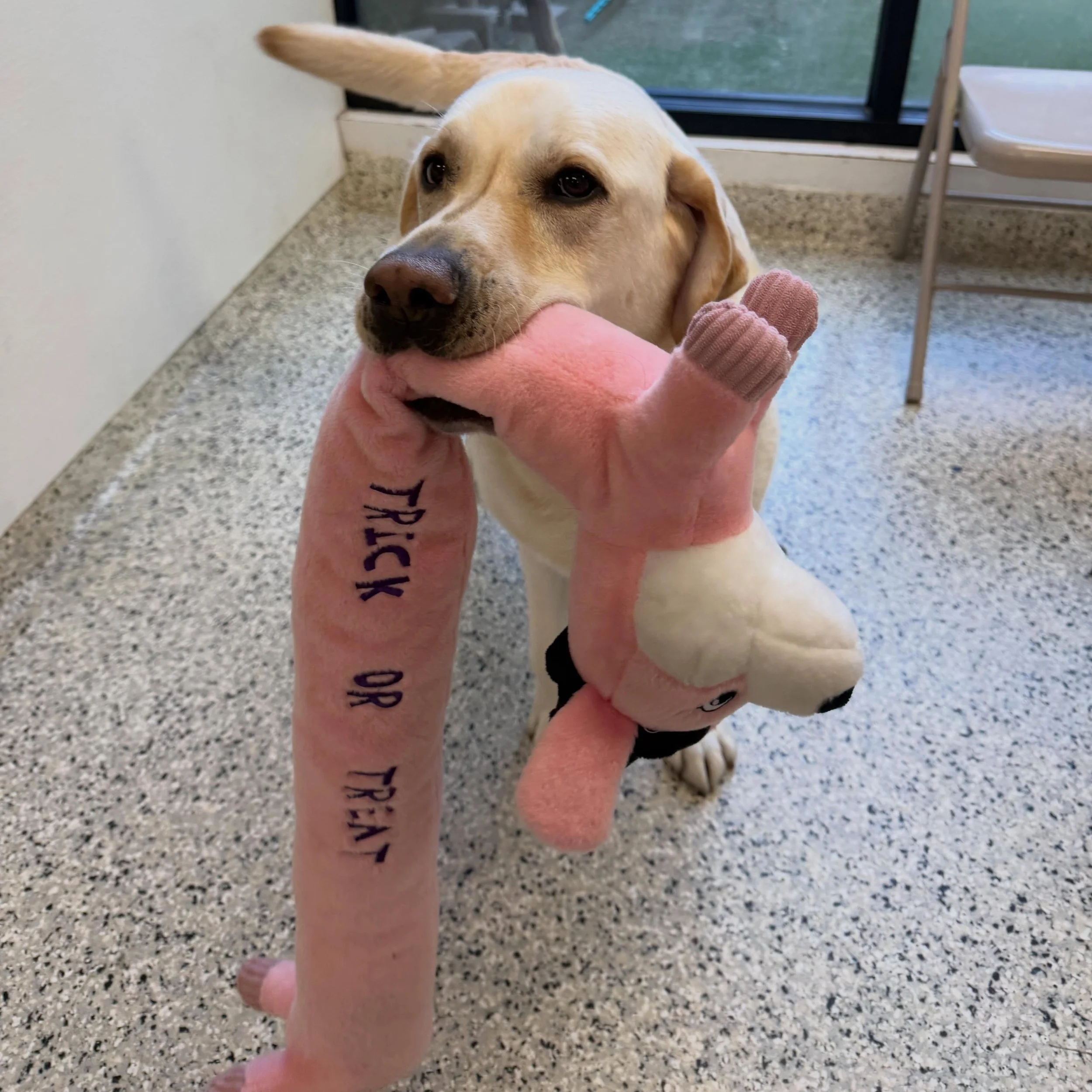 Chernobyl found a stuffie in the salon and had to parade it around Terrier Town for all his friends to see