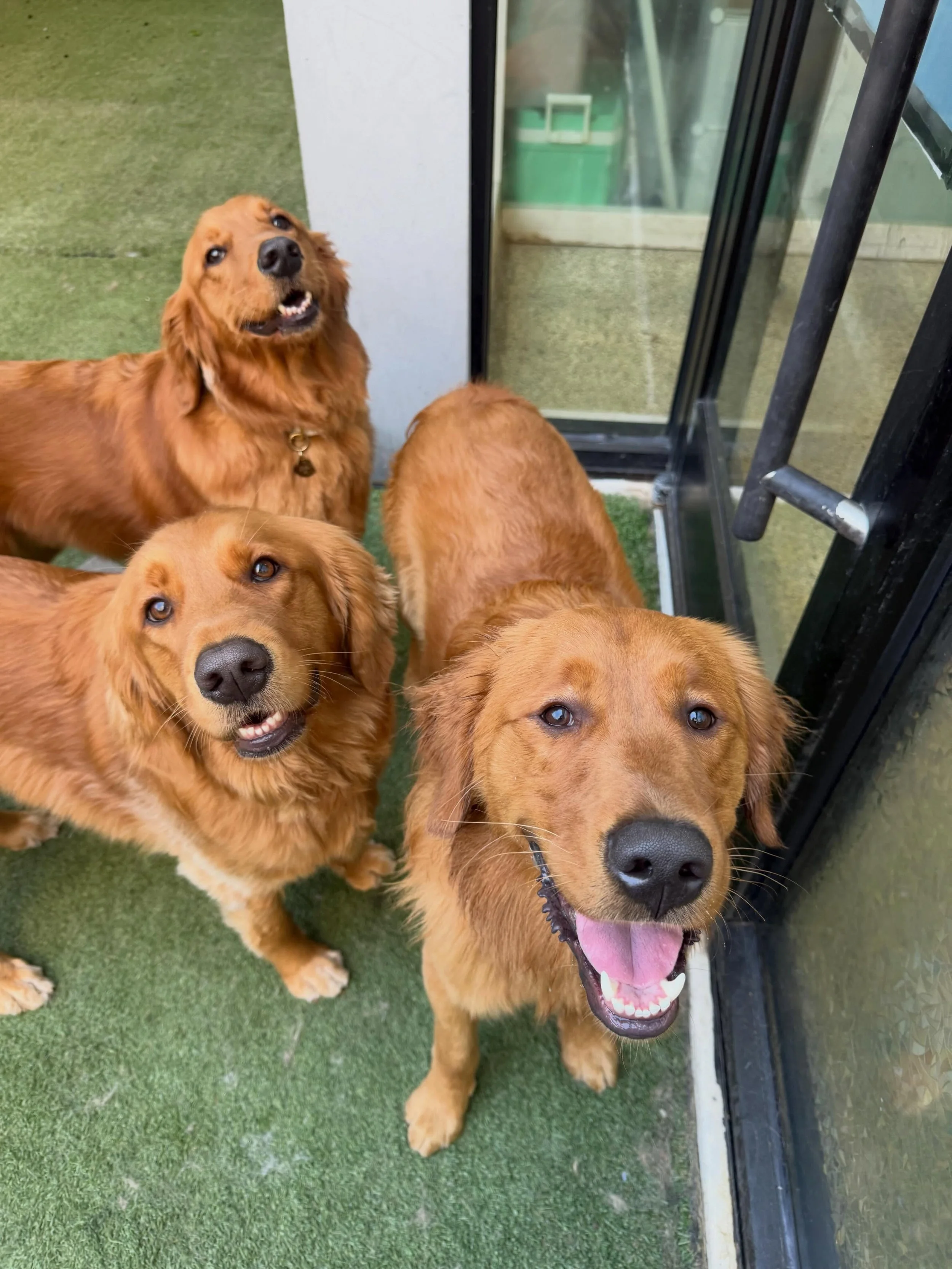 Playing who&rsquo;s who with our golden trio today!