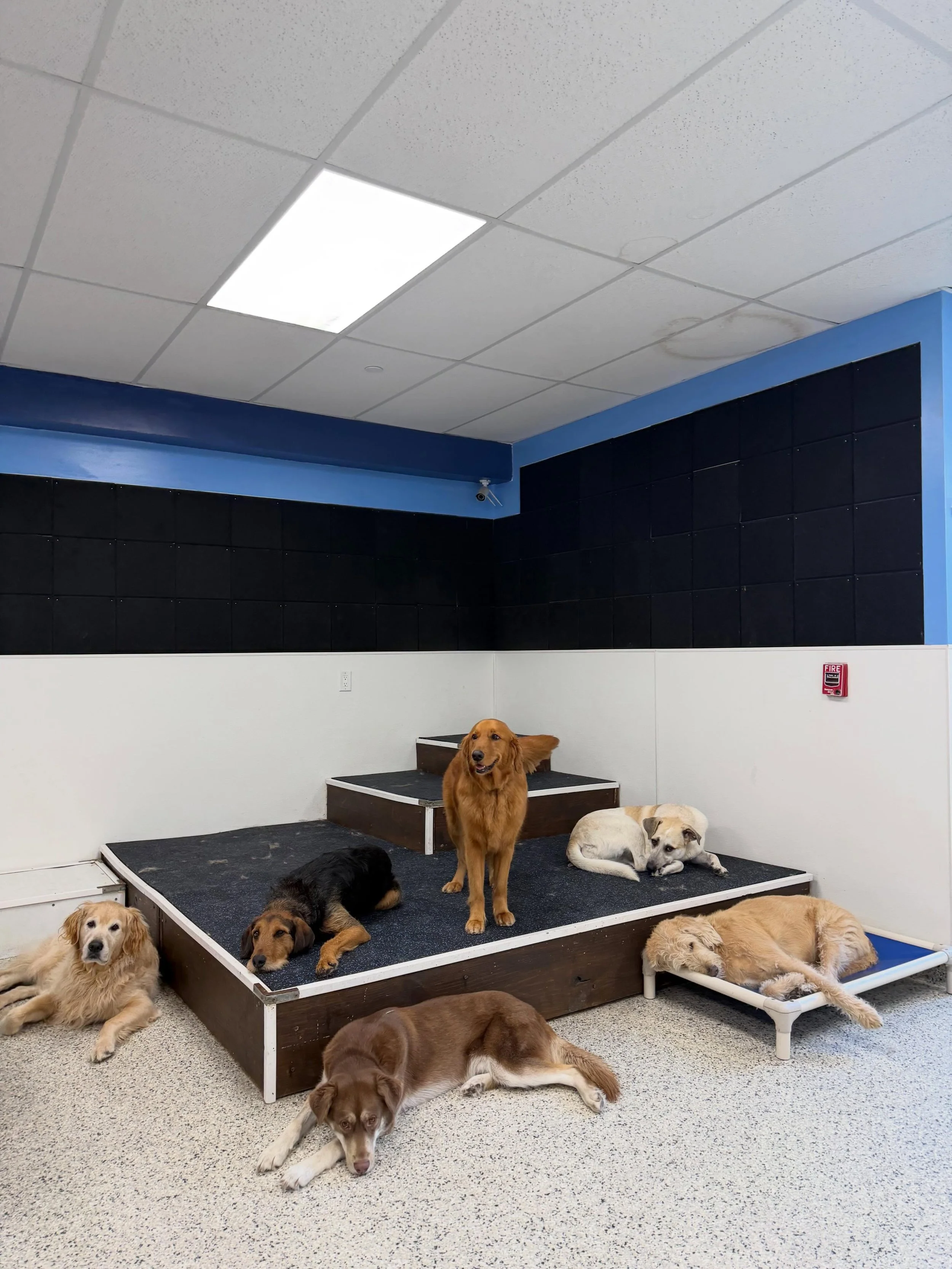 The gathering of the very wise (and very sleepy) dog council