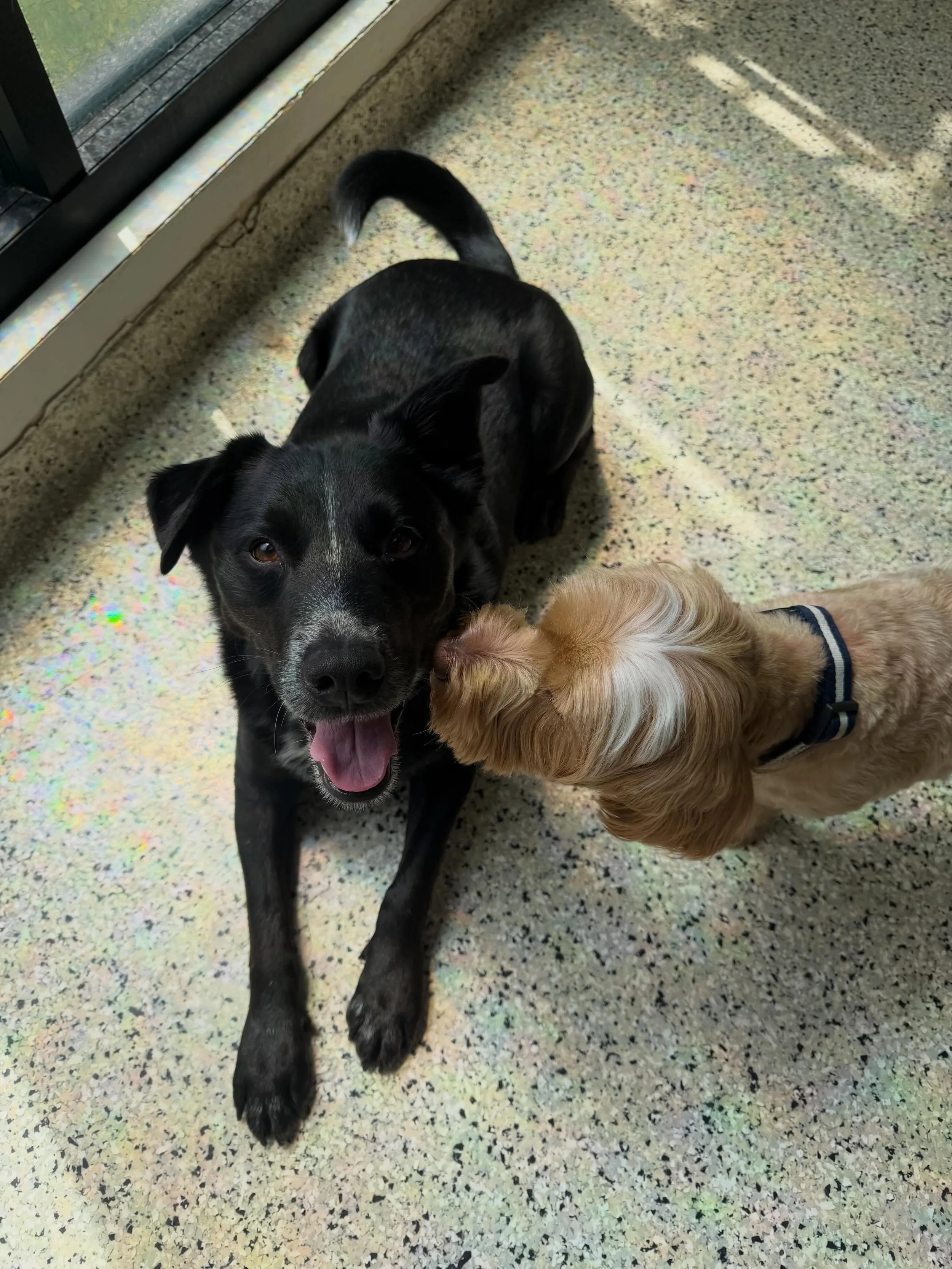 Every pup is a fan of our new friend Bodie!