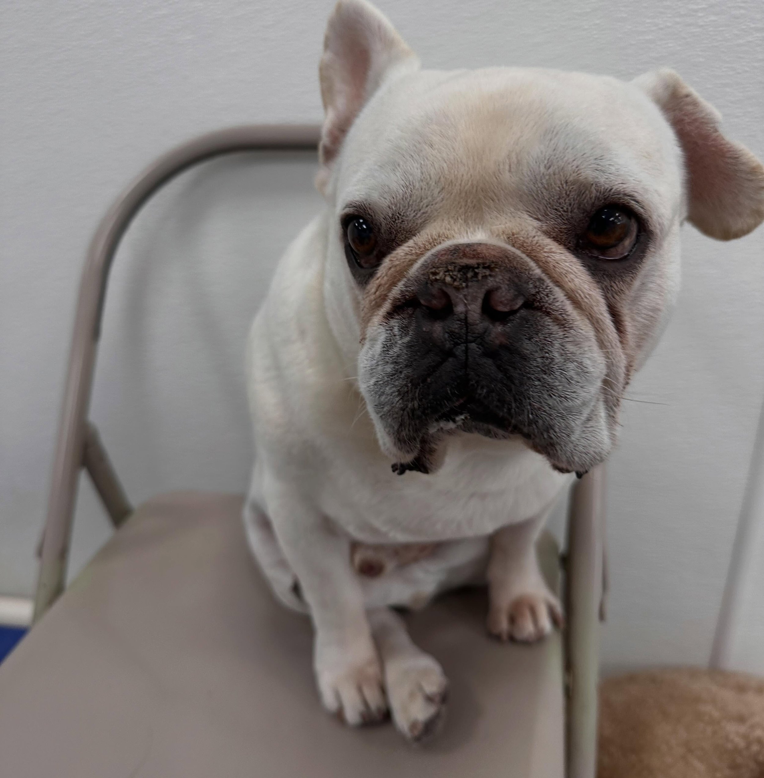 This job market is really &ldquo;ruff&rdquo;, and now we have to compete with Frodo 😀