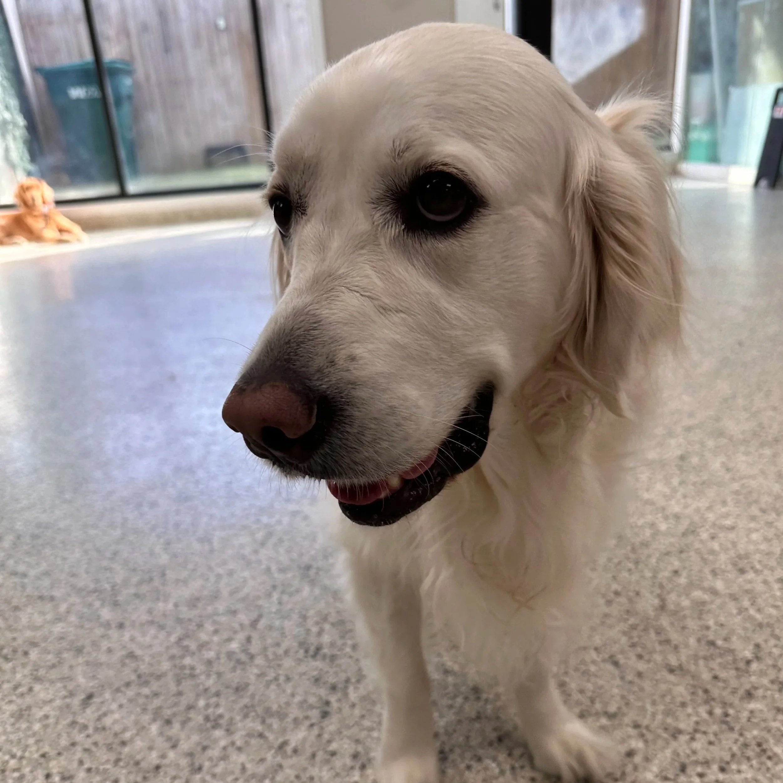 Close-up of a happy white retriever dog indoors with a speckled gray floor. Background shows a glass door and a small orange dog laying down.