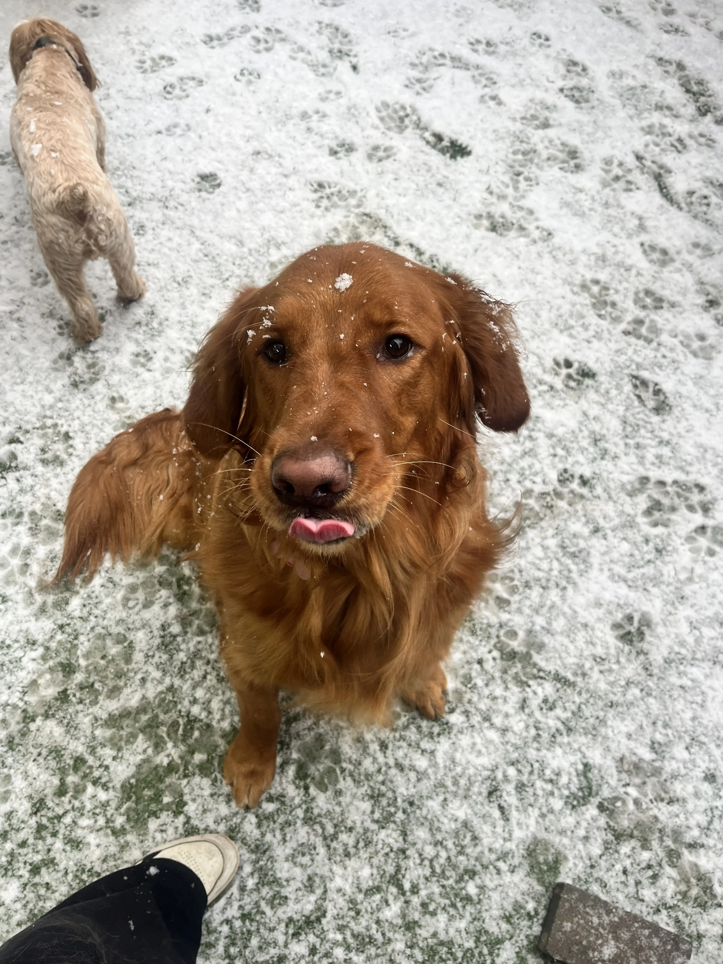 A golden retriever dog with snow on its face, looking up with its tongue slightly out, standing on a snow-covered ground, with another dog and a person's foot visible in the background.