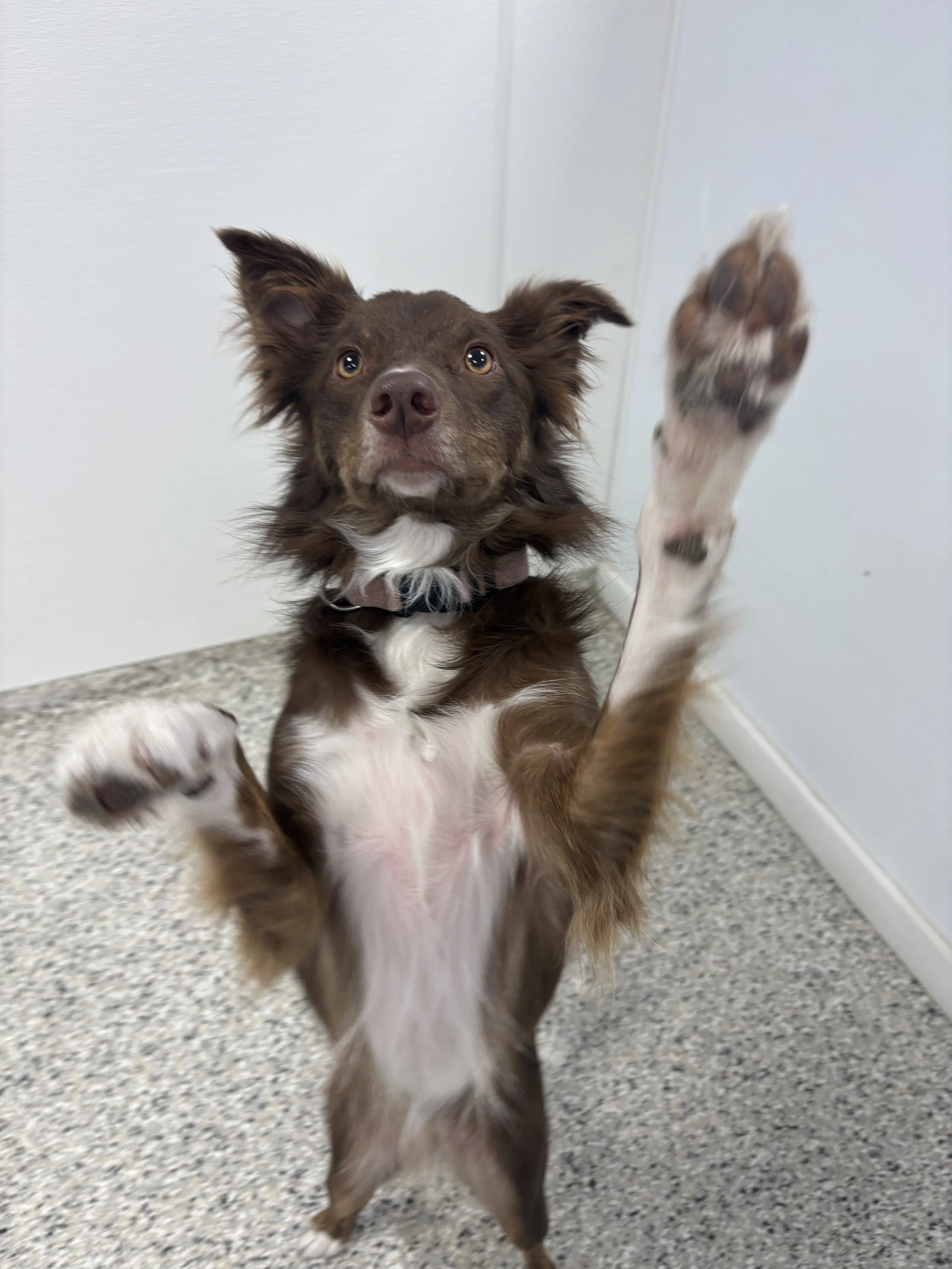 A brown dog with white markings on its chest and paws standing on its hind legs with front paws raised, in an indoor setting with a plain wall and carpeted floor.