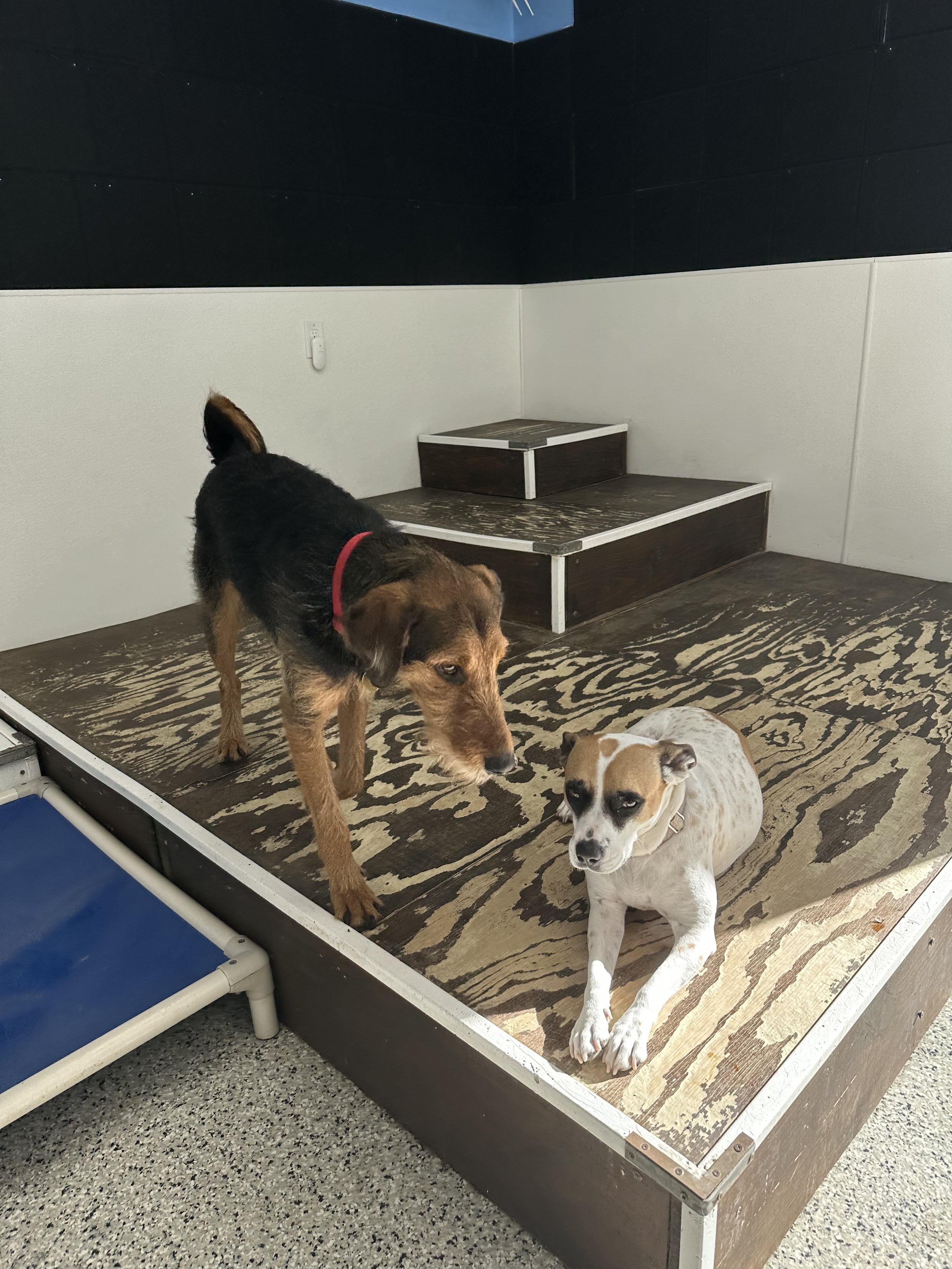 Two dogs inside a small enclosed space with a textured wooden floor and dark and white walls. One dog is standing, and the other dog is lying down.