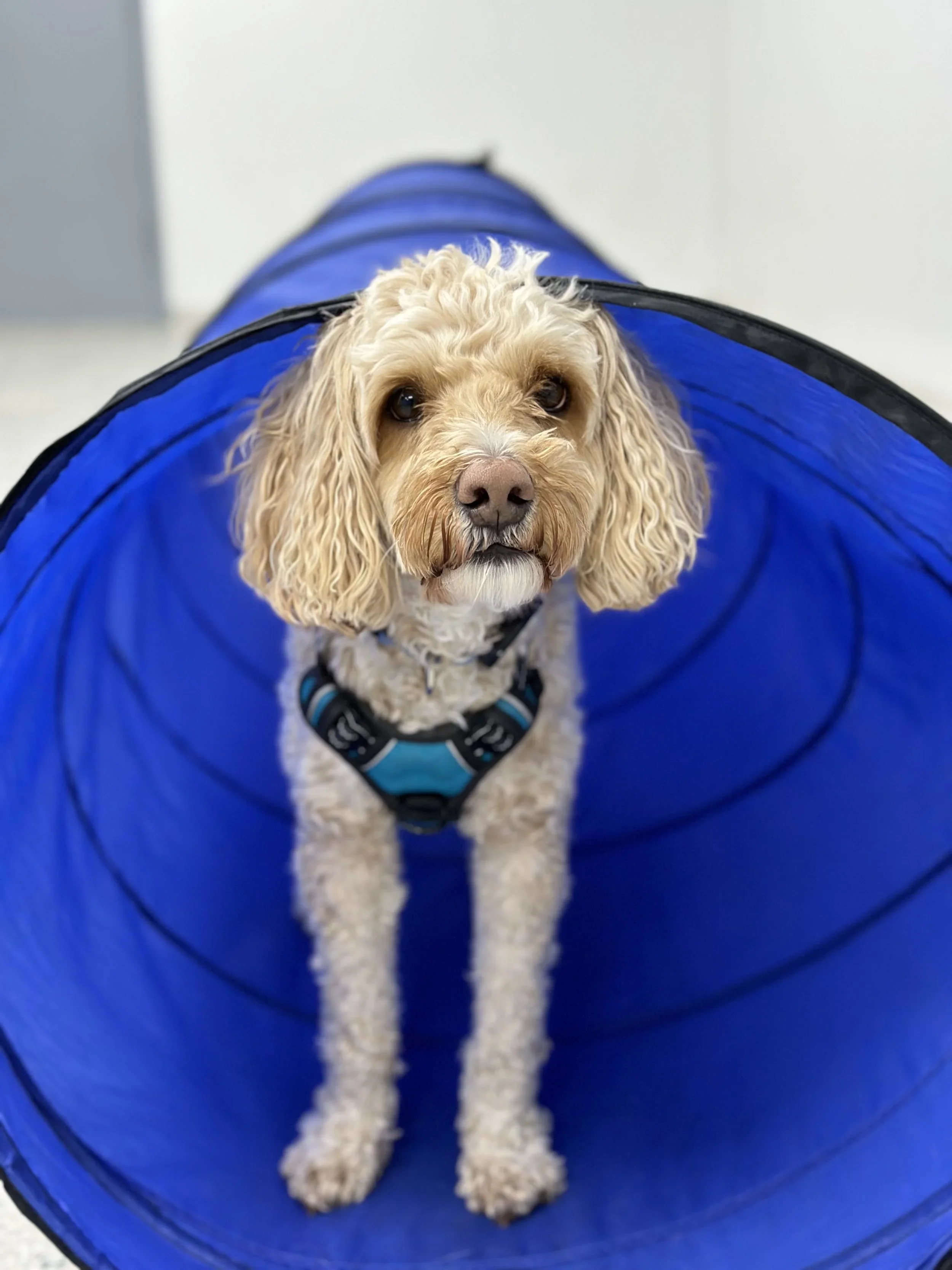 A cream-colored curly-haired dog wearing a blue harness, looking out from a blue fabric tunnel.