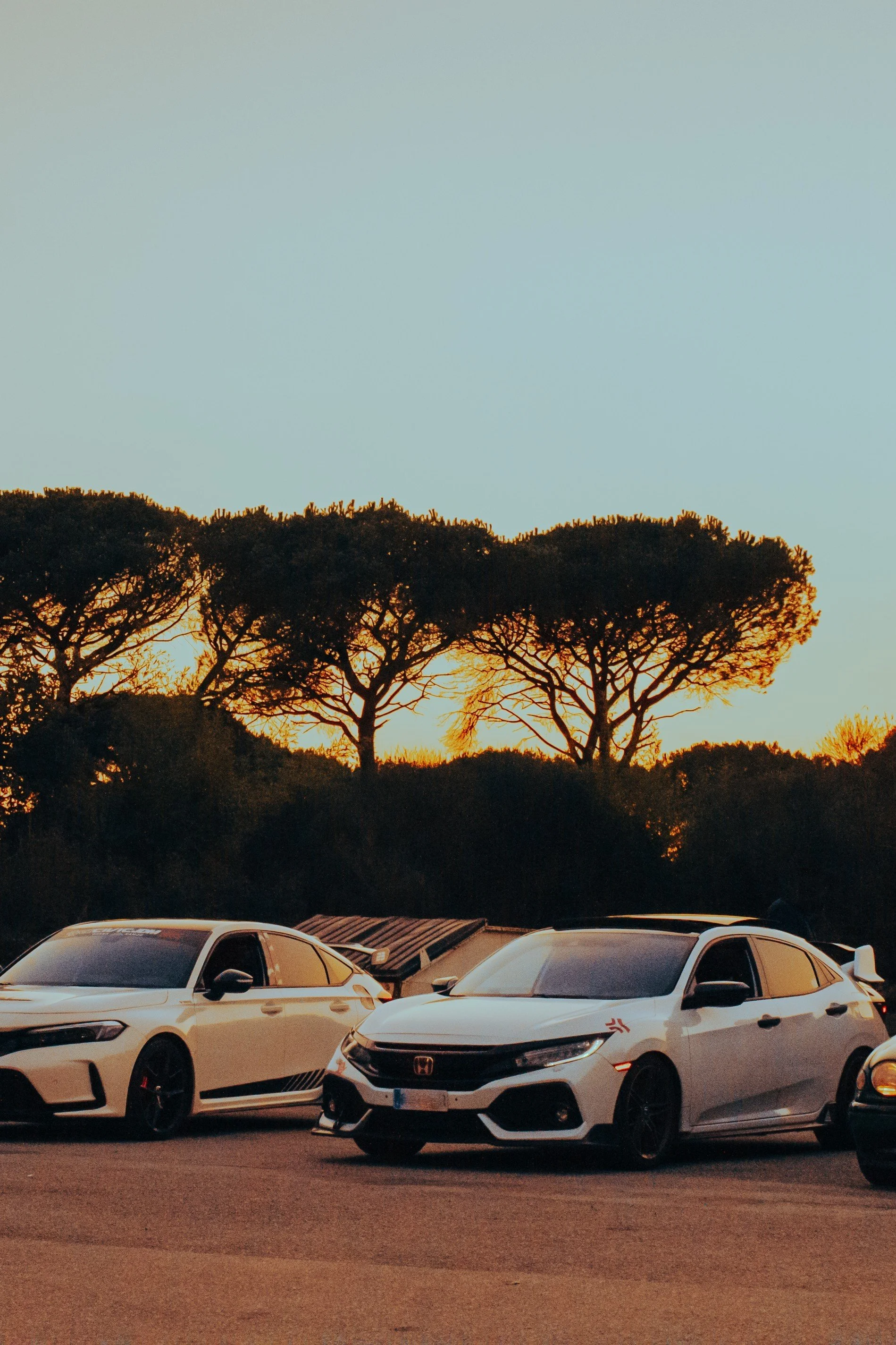Autos blancos estacionados sobre un pavimento, árboles con ramas anchas y follaje denso al atardecer.