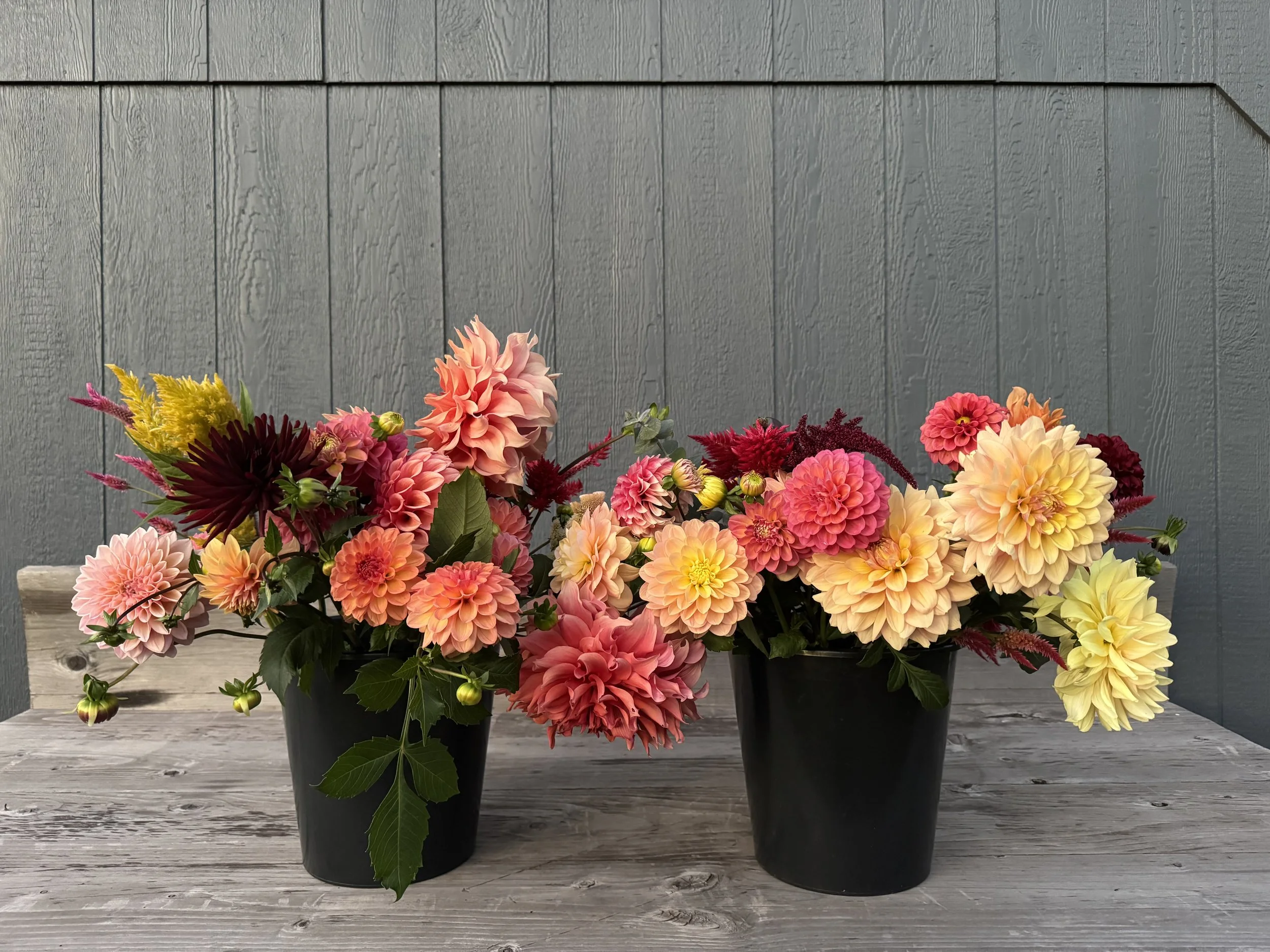 Two black flower pots filled with colorful dahlias and other flowers, placed on a wooden table against a gray wood-paneled wall.