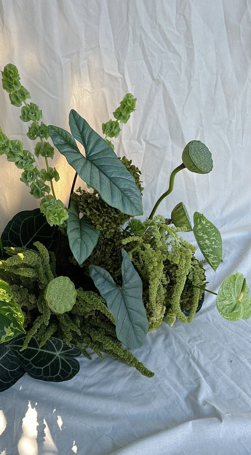 Arrangement of various green houseplants with large leaves and textured foliage against a white background.