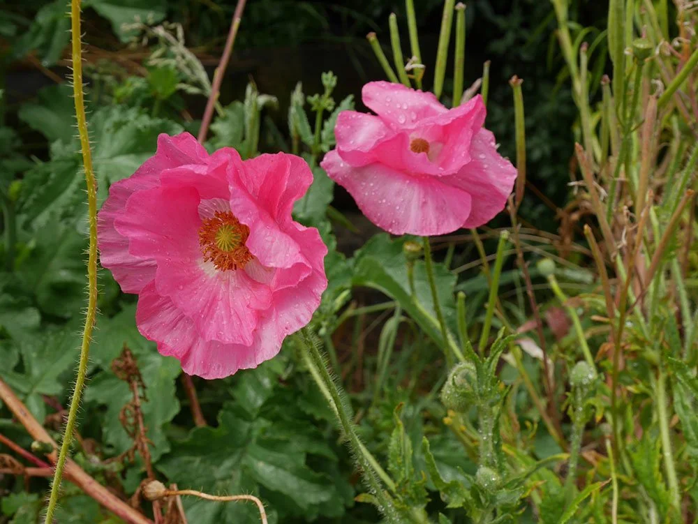 Advice and help with wellington gardening