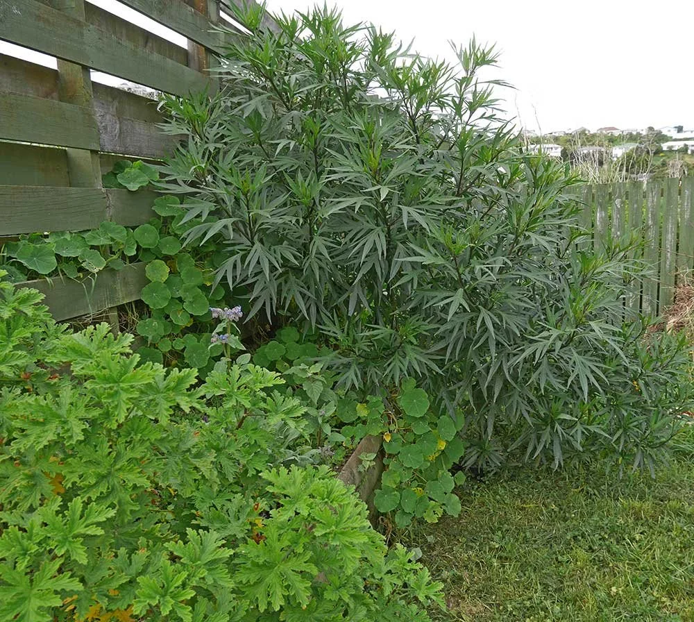 Aporoporo pelagonium NZ