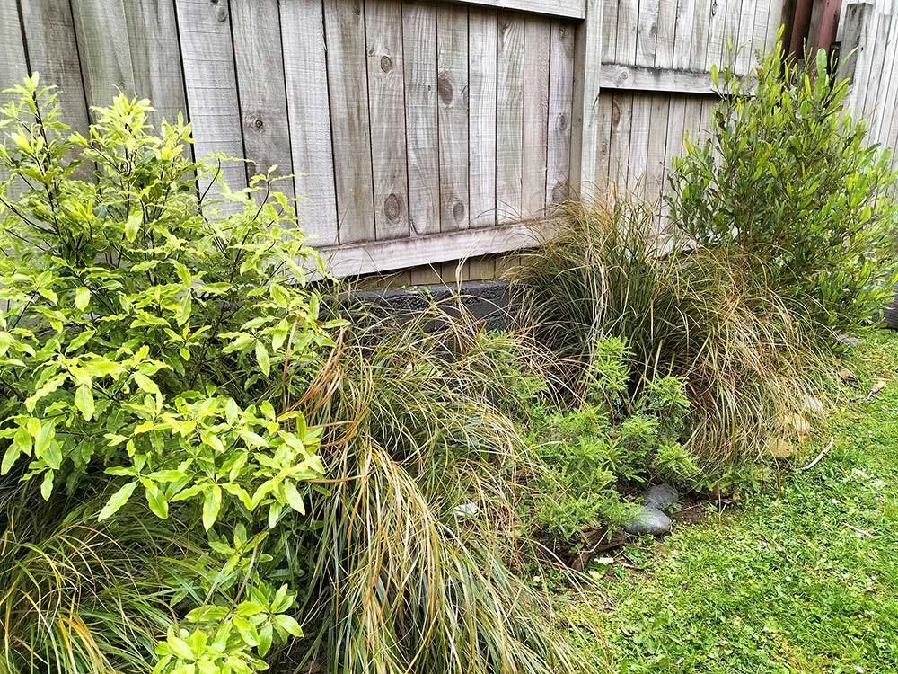 Foliage plants in outdoor garden