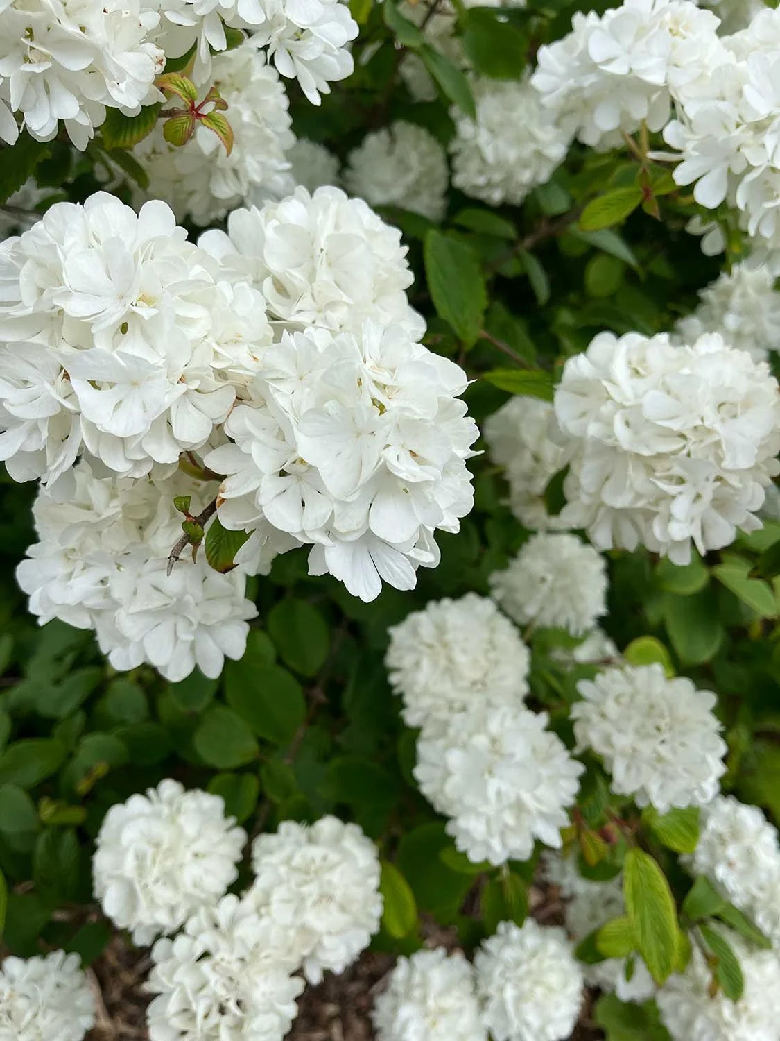 Summer garden activities