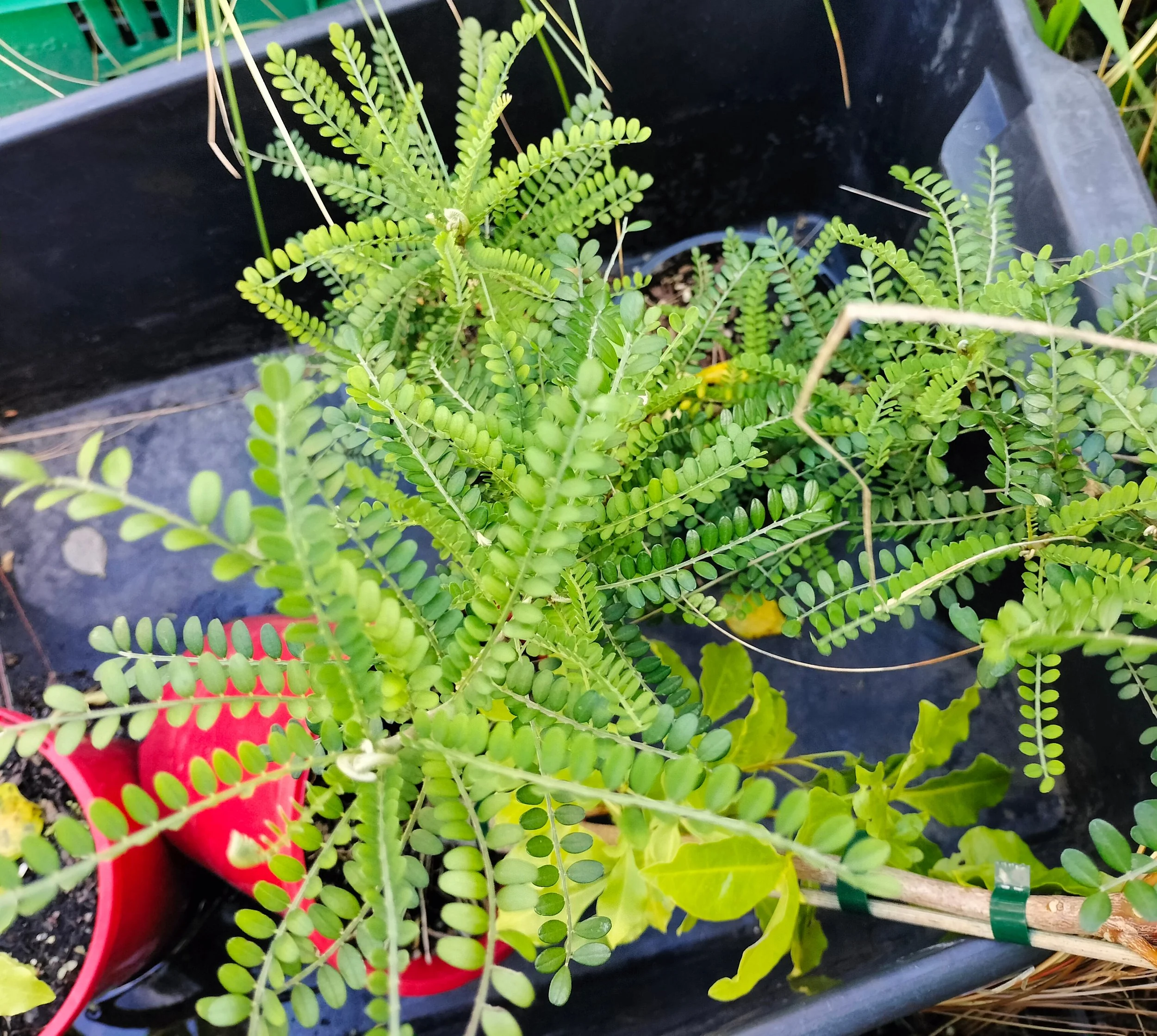 Reasons to plant shrubs and trees