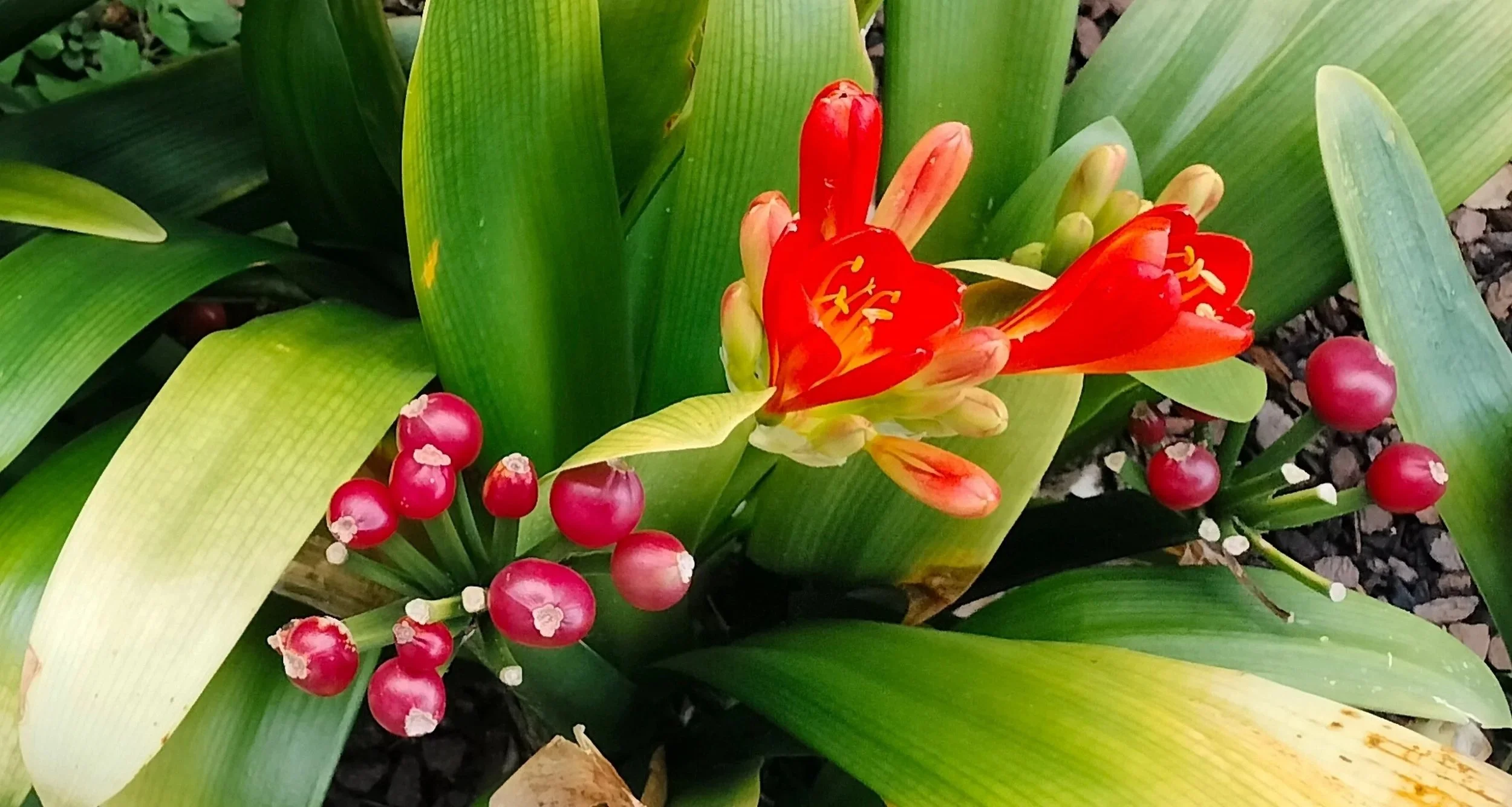 Spring garden care