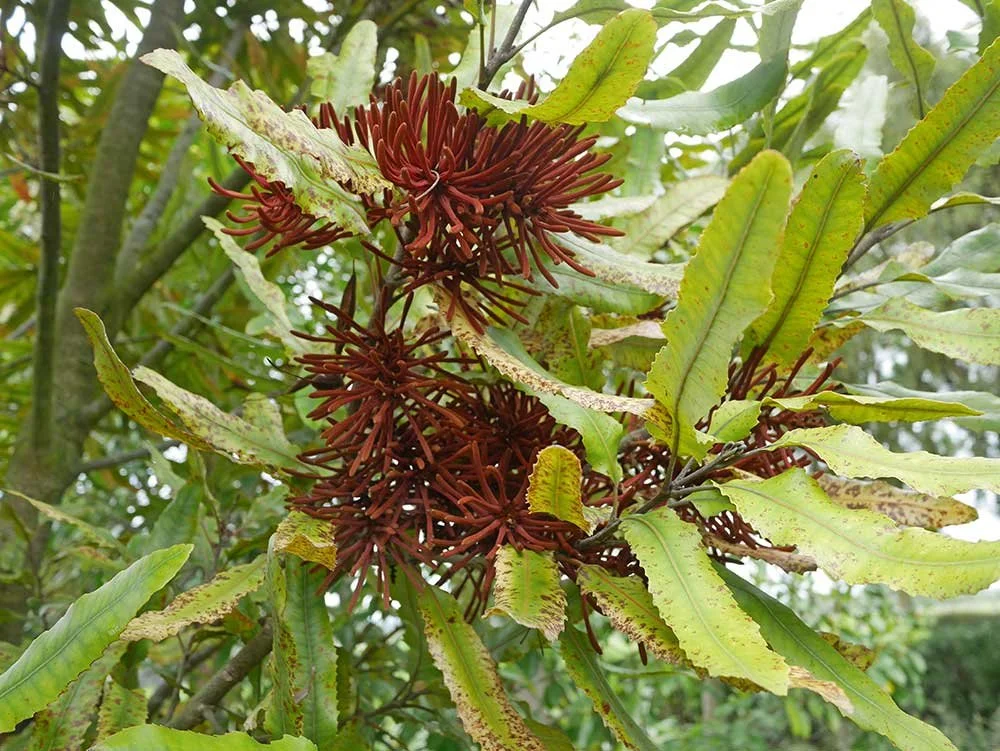 Monthly garden care in wellington