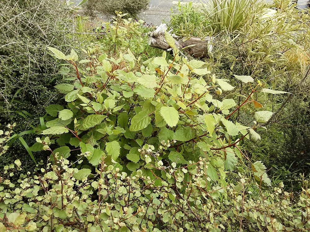 Plants growing in balanced ecosystem