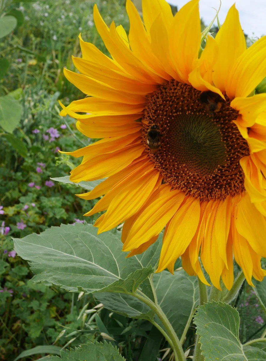 Ecological gardening services in Wellington