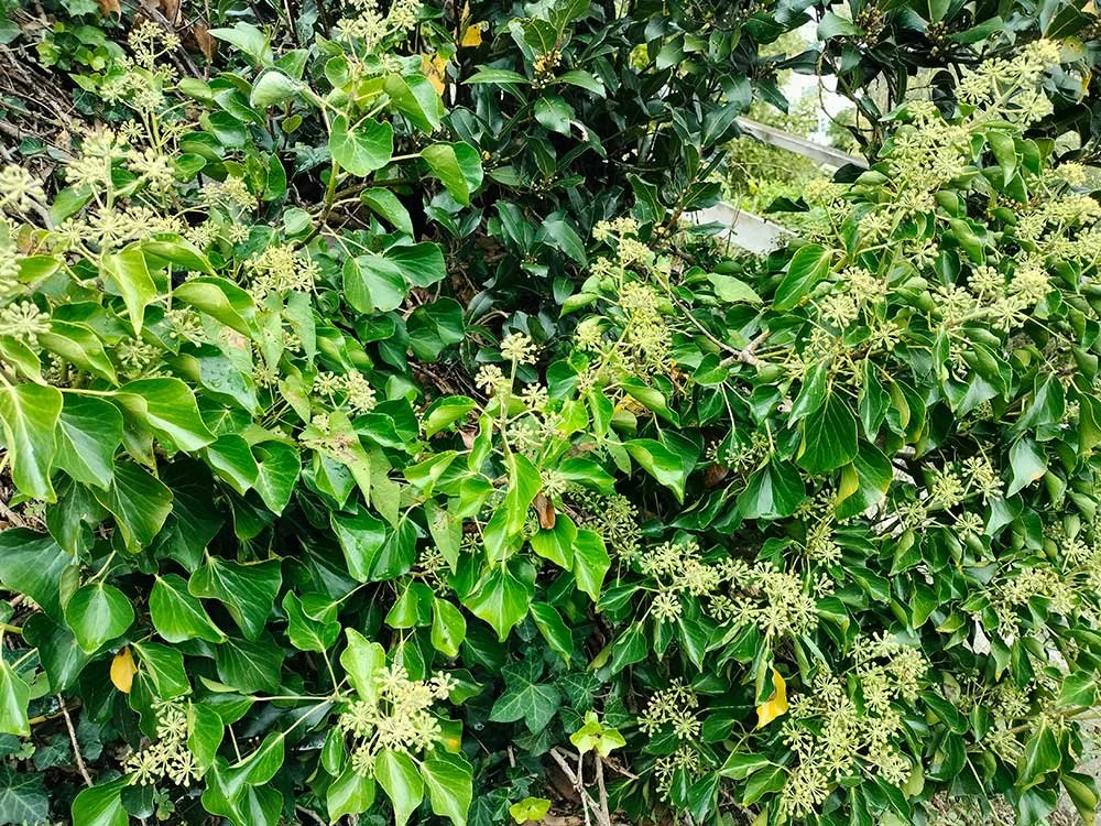 Invasive ivy control wellington