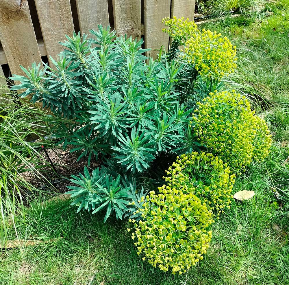 Garden supporting local wildlife