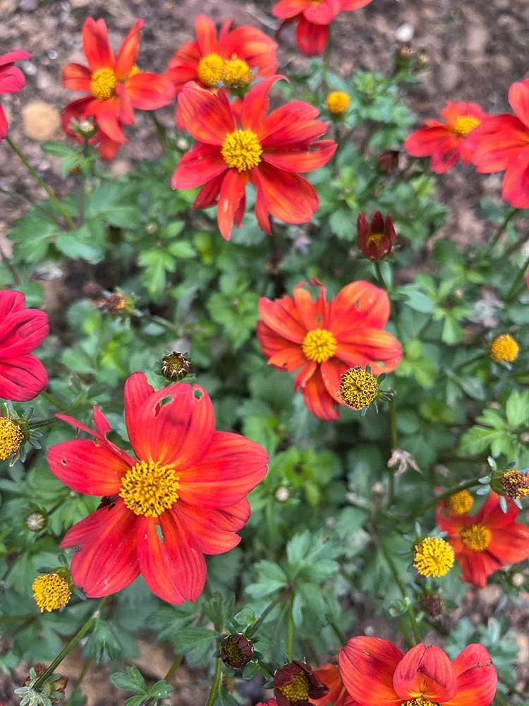 Regular garden care services in Wellington